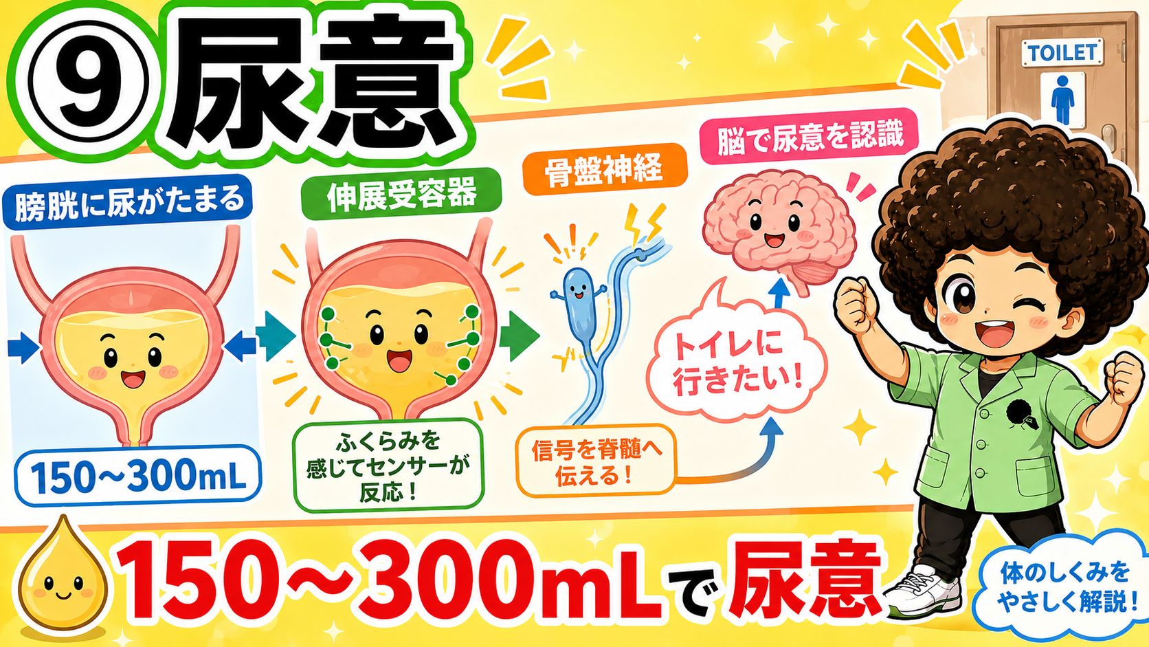 尿意は膀胱に150〜300mLで生じる