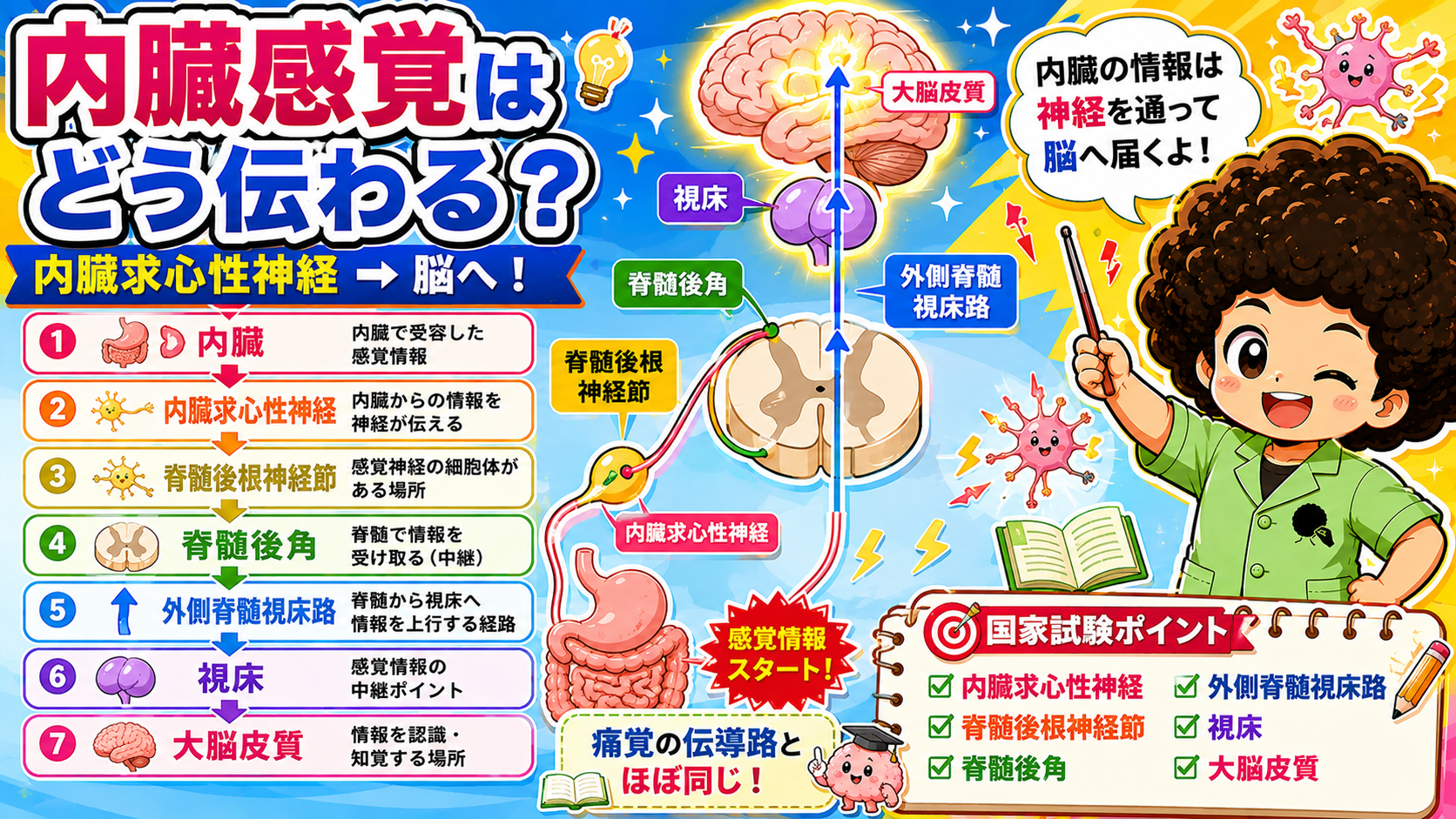 内臓→内臓求心性神経→後根神経節→脊髄後角→外側脊髄視床路→視床→大脳皮質