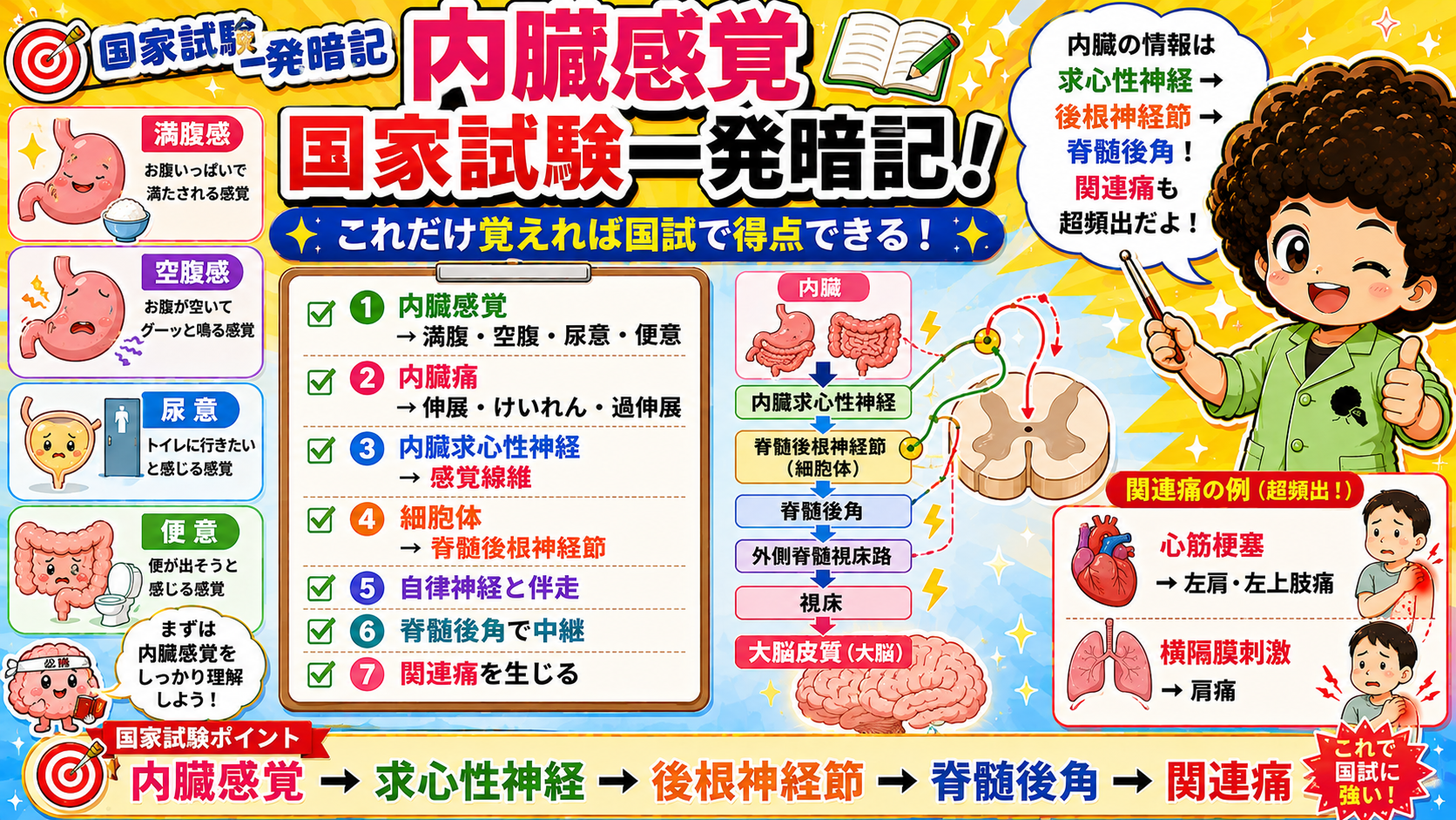 内臓感覚 → 求心性神経 → 後根神経節 → 脊髄後角 → 関連痛（一発暗記）