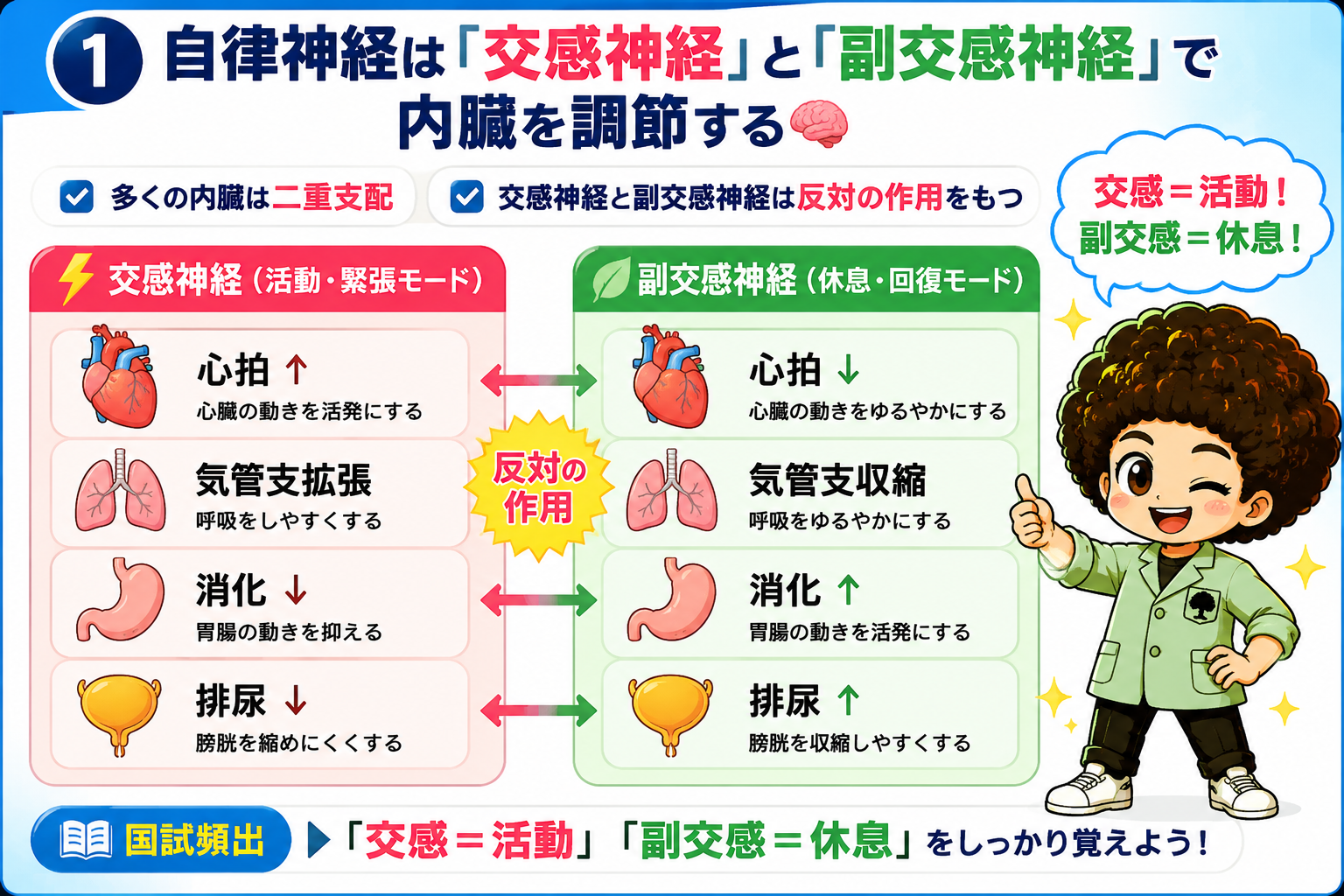 自律神経と内臓求心性神経｜自律神経と内臓求心性神経 1