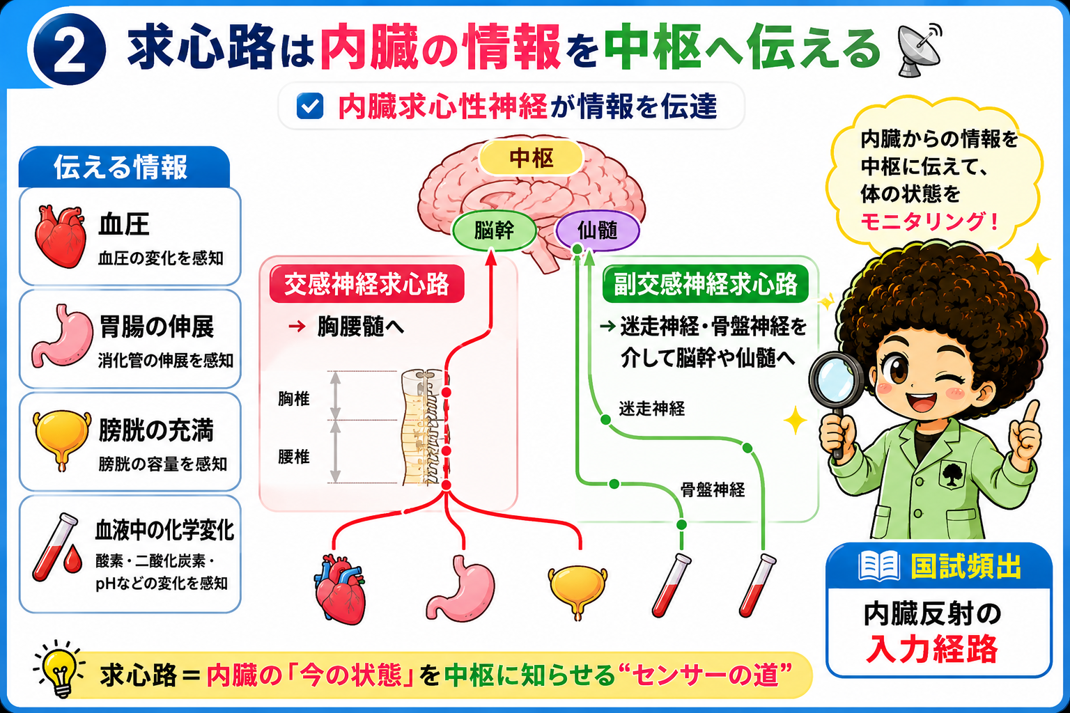 求心路は血圧・胃腸の伸展・膀胱の充満・血液の化学変化を中枢へ伝える