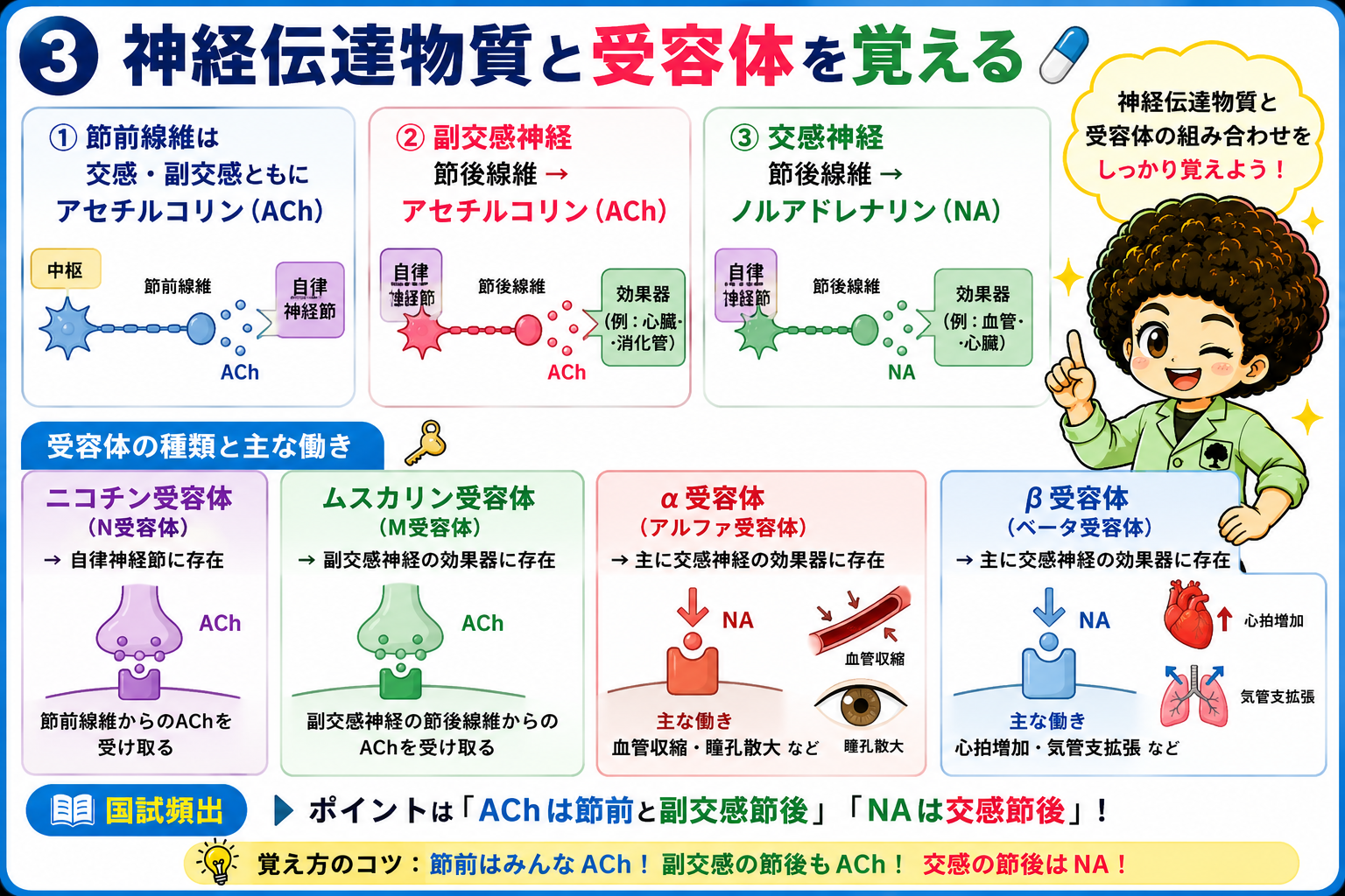 伝達物質と受容体の組み合わせ。ACh は節前と副交感節後、NA は交感節後