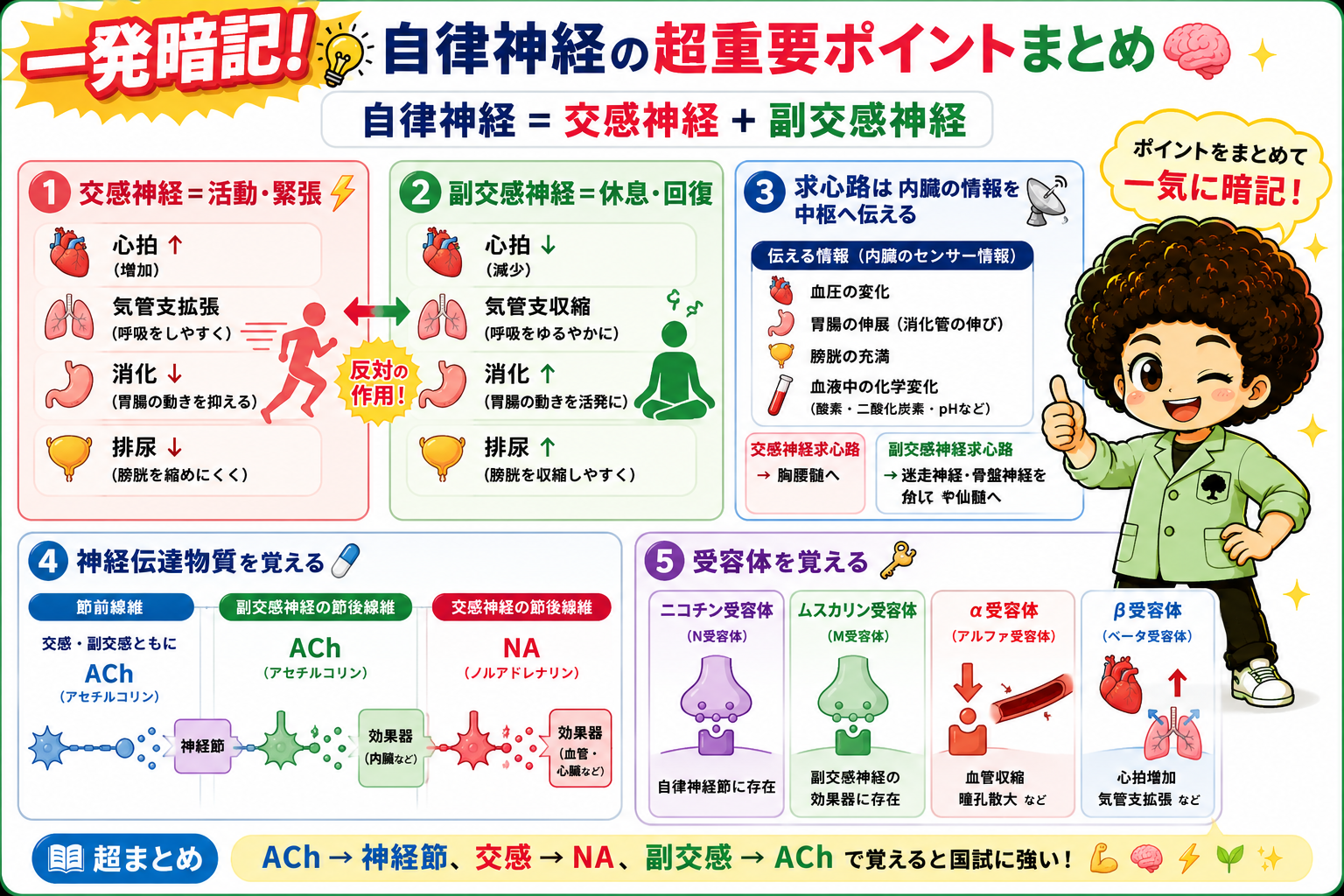 自律神経の超重要ポイント5点まとめ