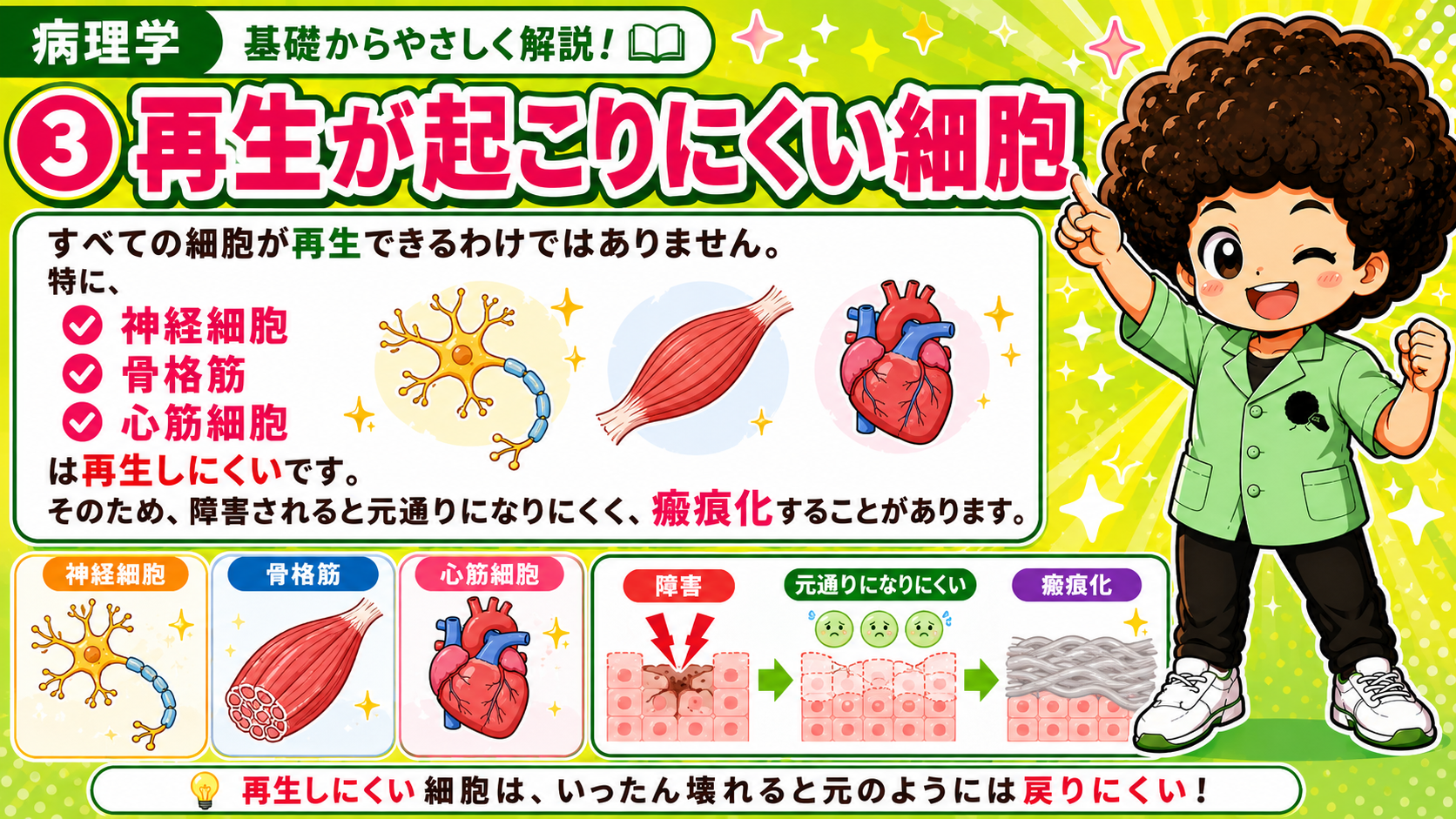 神経細胞・骨格筋・心筋細胞は再生しにくく、障害されると瘢痕化することがある