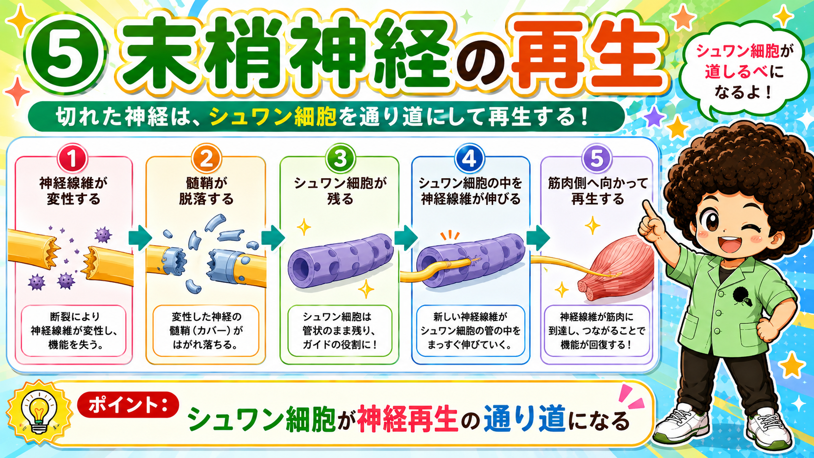 末梢神経の再生5ステップ。シュワン細胞が管状に残り神経線維の通り道になる