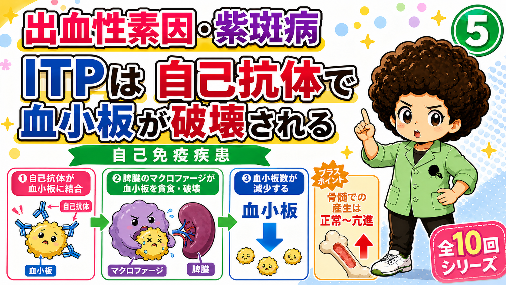 ITPは自己抗体で血小板が破壊される自己免疫疾患