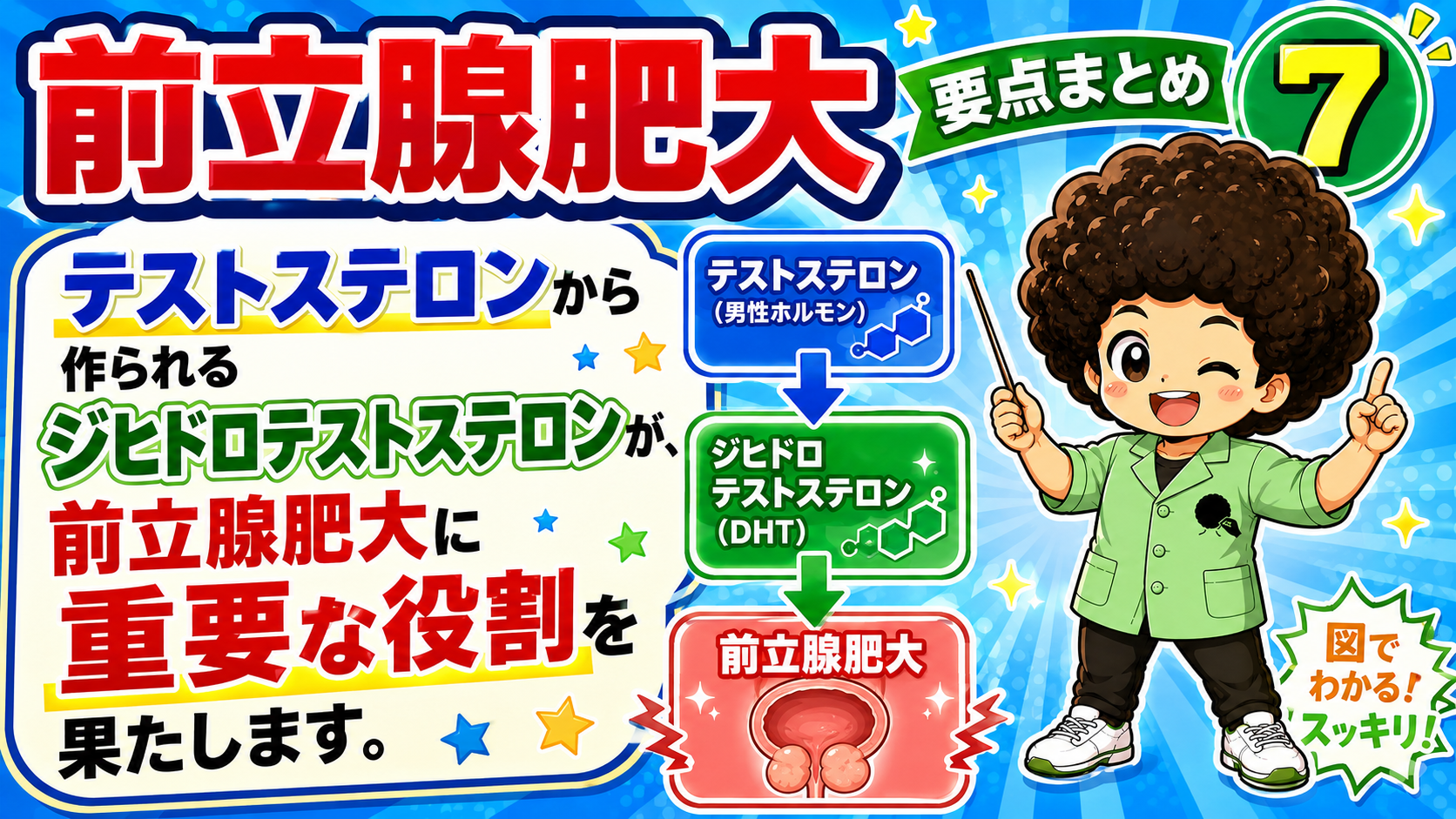 テストステロンから変換されるジヒドロテストステロン(DHT)が前立腺肥大に重要な役割を果たす