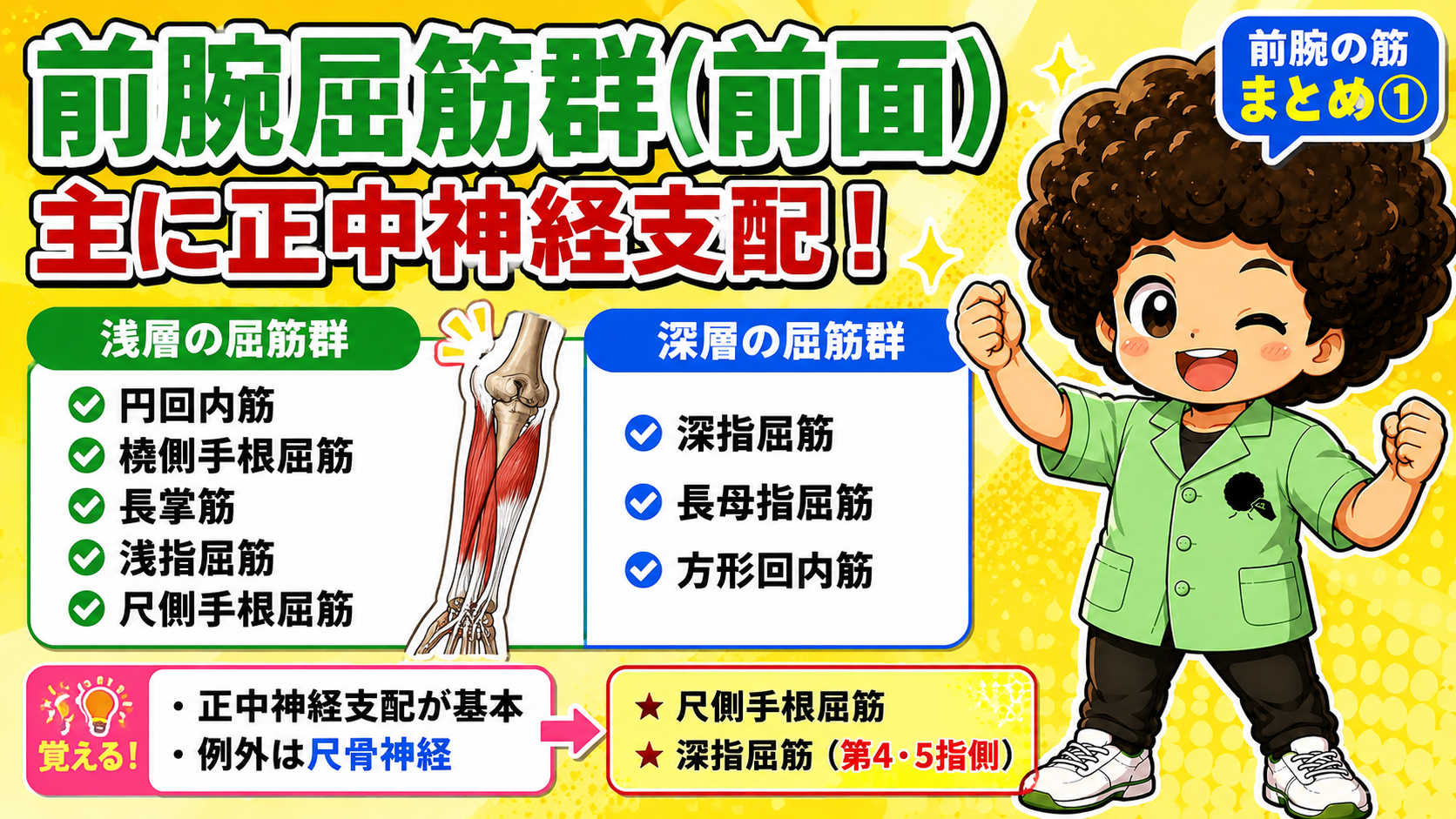 前腕の筋肉｜前腕の筋肉 1