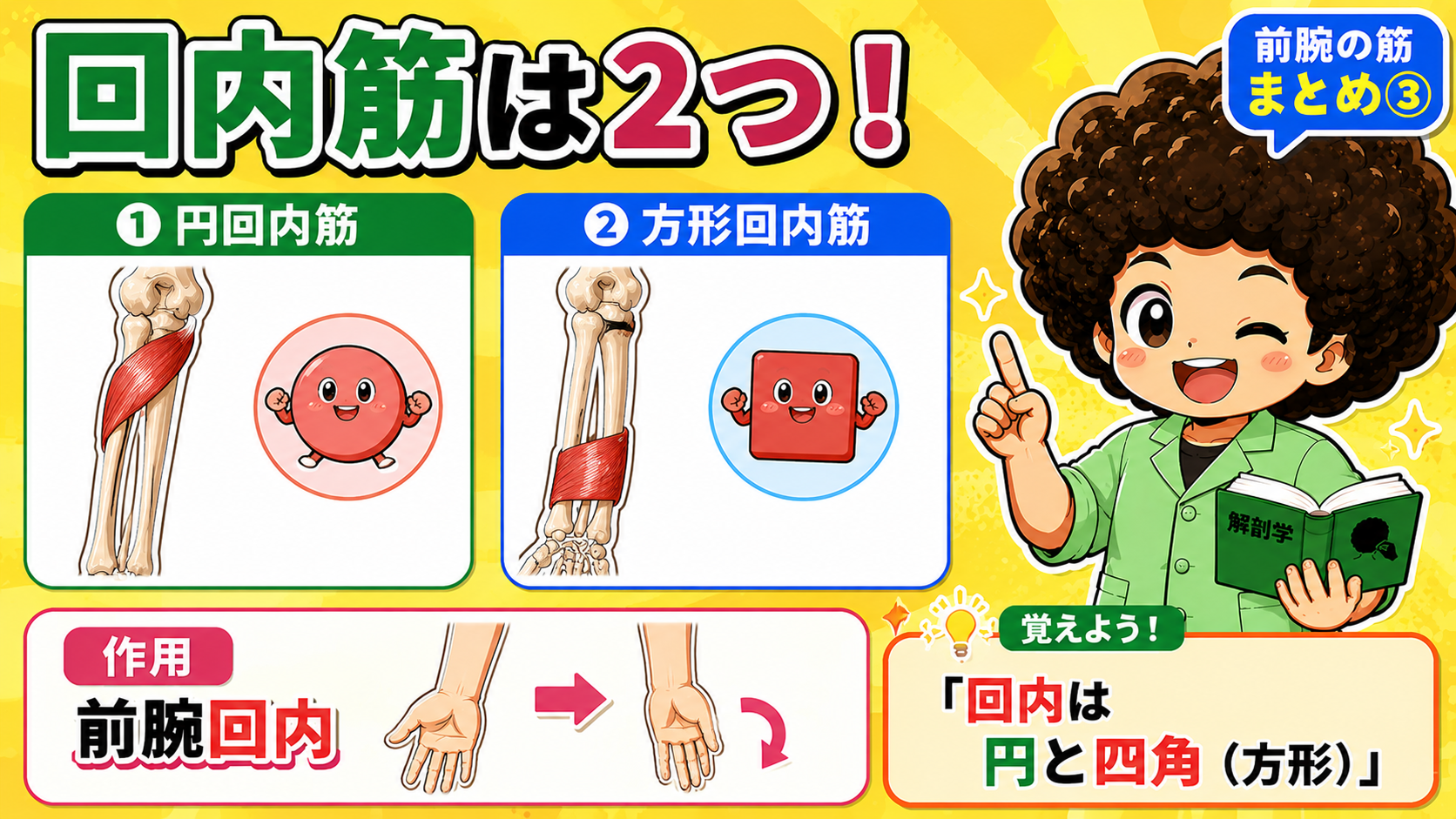 回内筋は円回内筋・方形回内筋の2つ。作用は前腕回内