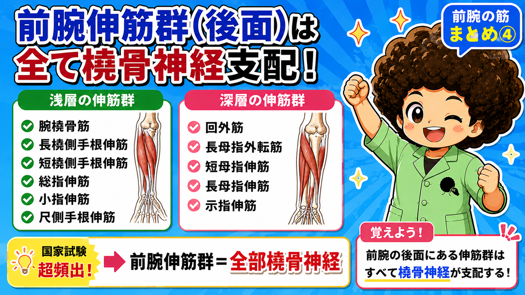 前腕伸筋群(後面)まとめ。浅層6筋・深層5筋すべて橈骨神経支配