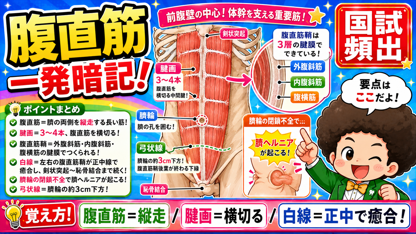 腹直筋・腱画・腹直筋鞘・白線・臍輪・弓状線の位置関係