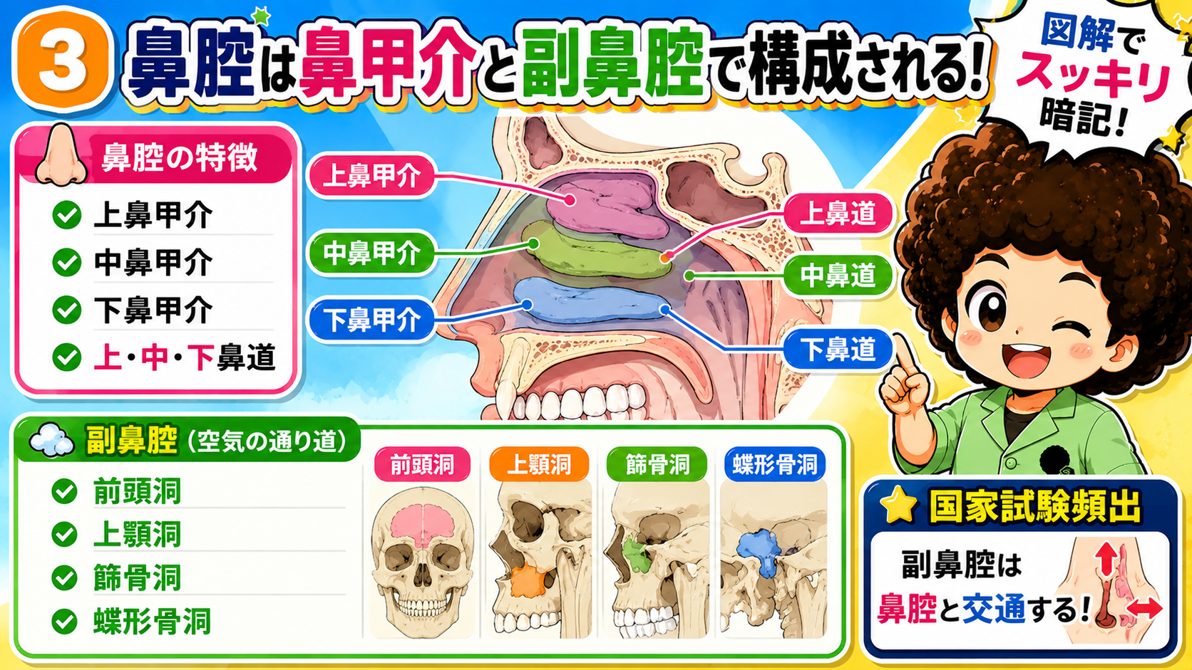 鼻腔を構成する鼻甲介・鼻道と4つの副鼻腔