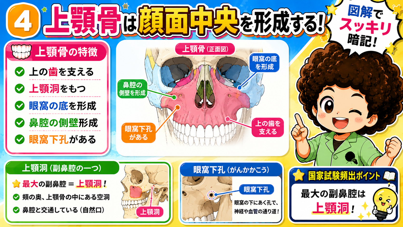 上顎骨は眼窩の底・鼻腔の側壁を形成し、最大の副鼻腔である上顎洞をもつ