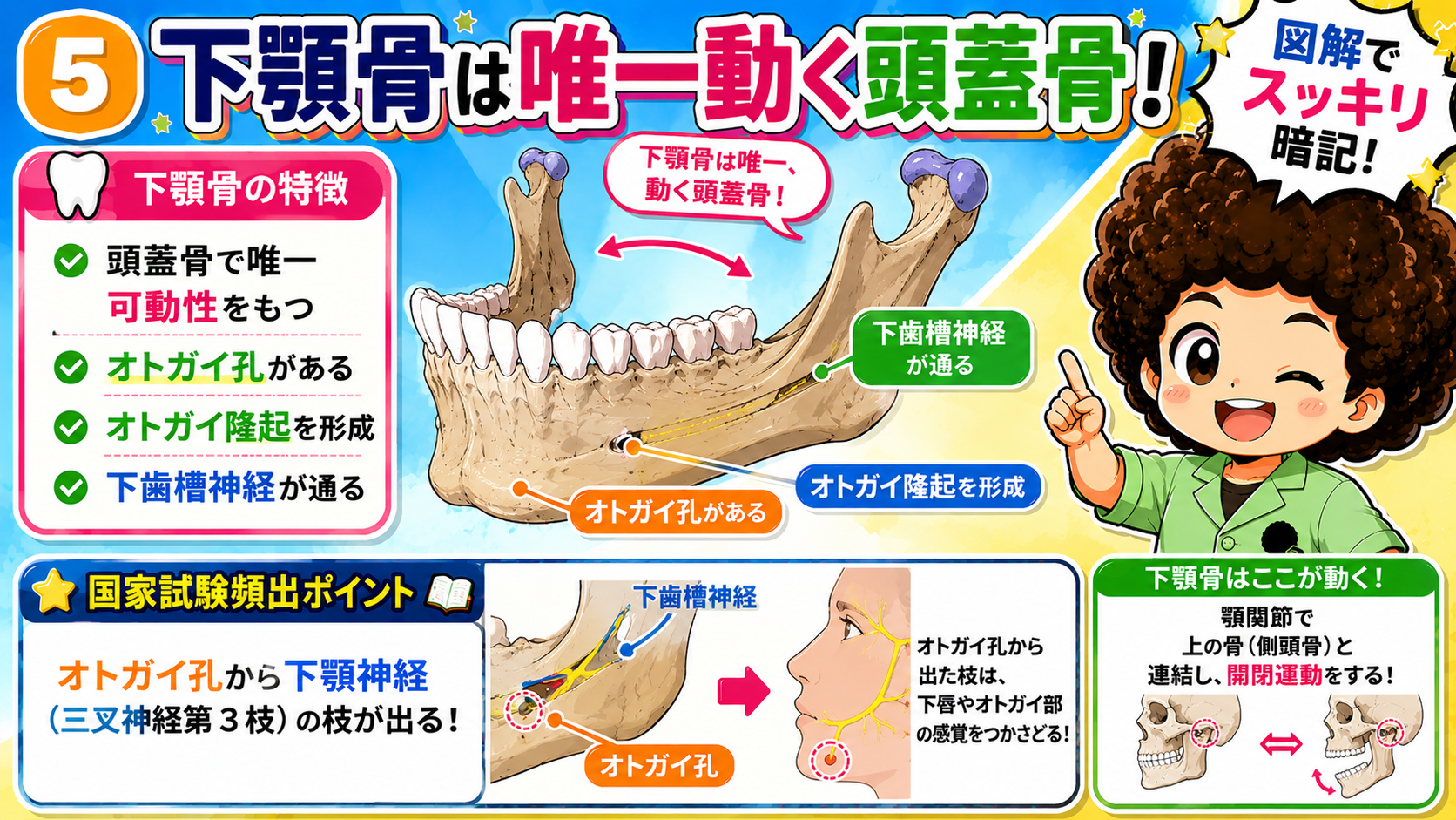 下顎骨は唯一動く頭蓋骨で、オトガイ孔から下顎神経の枝が出る