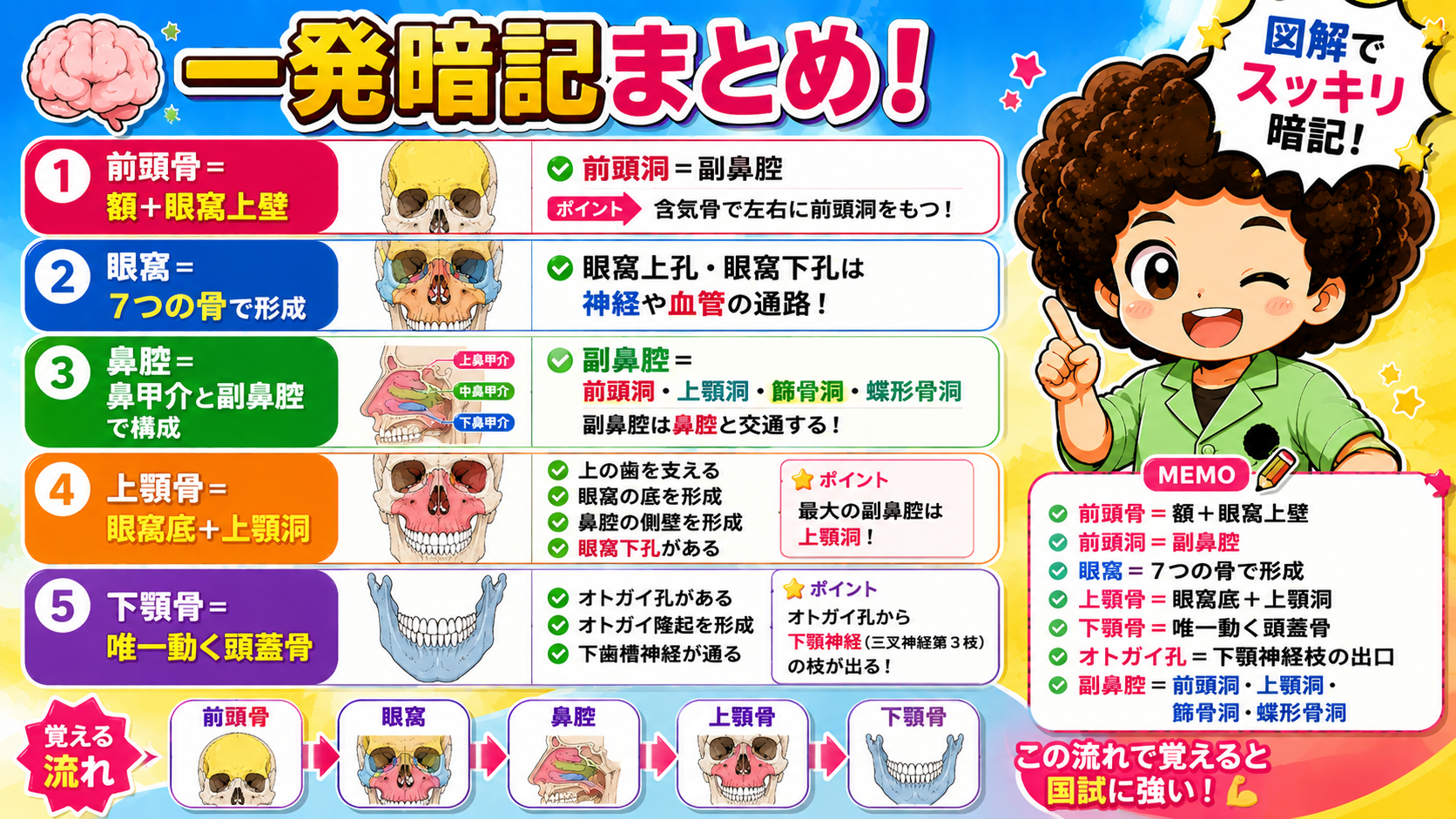 頭蓋骨・顔面骨の一発暗記まとめ