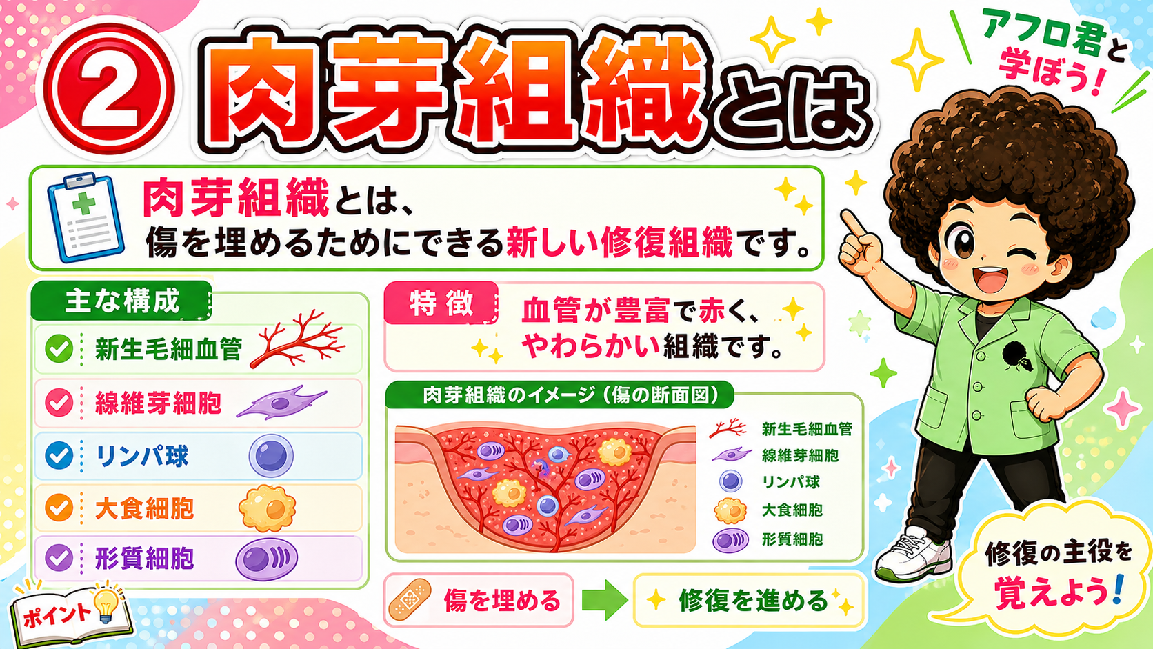 肉芽組織＝傷を埋めるためにできる新しい修復組織