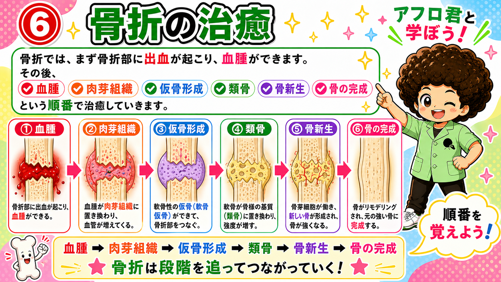 骨折の治癒＝血腫→肉芽組織→仮骨形成→類骨→骨新生→骨の完成