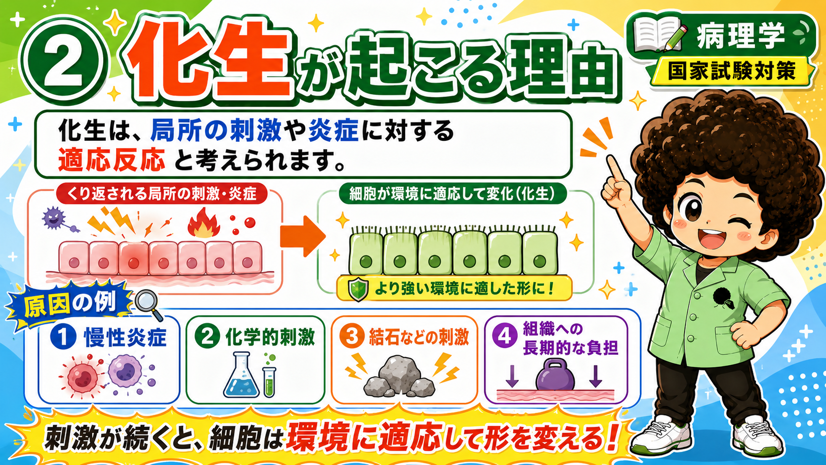 化生の代表例：円柱上皮→扁平上皮、移行上皮→扁平上皮、肺胞上皮→さいころ状上皮
