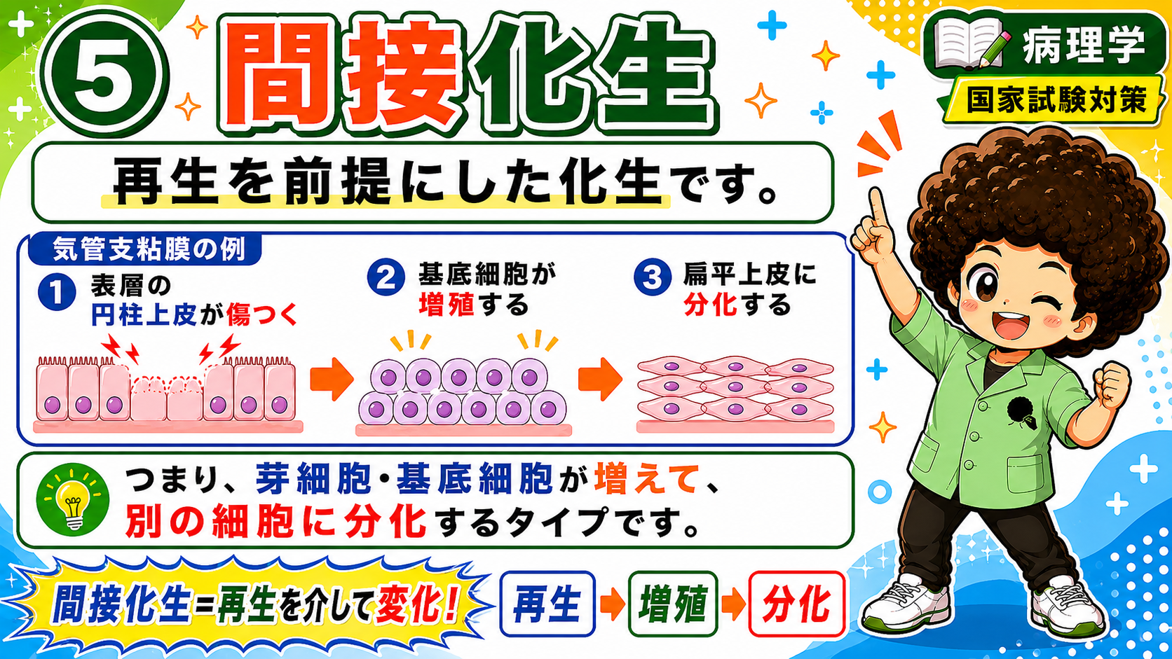 直接化生のしくみ：線維細胞→石灰沈着→骨芽細胞様に変化→骨基質（骨様組織）の形成
