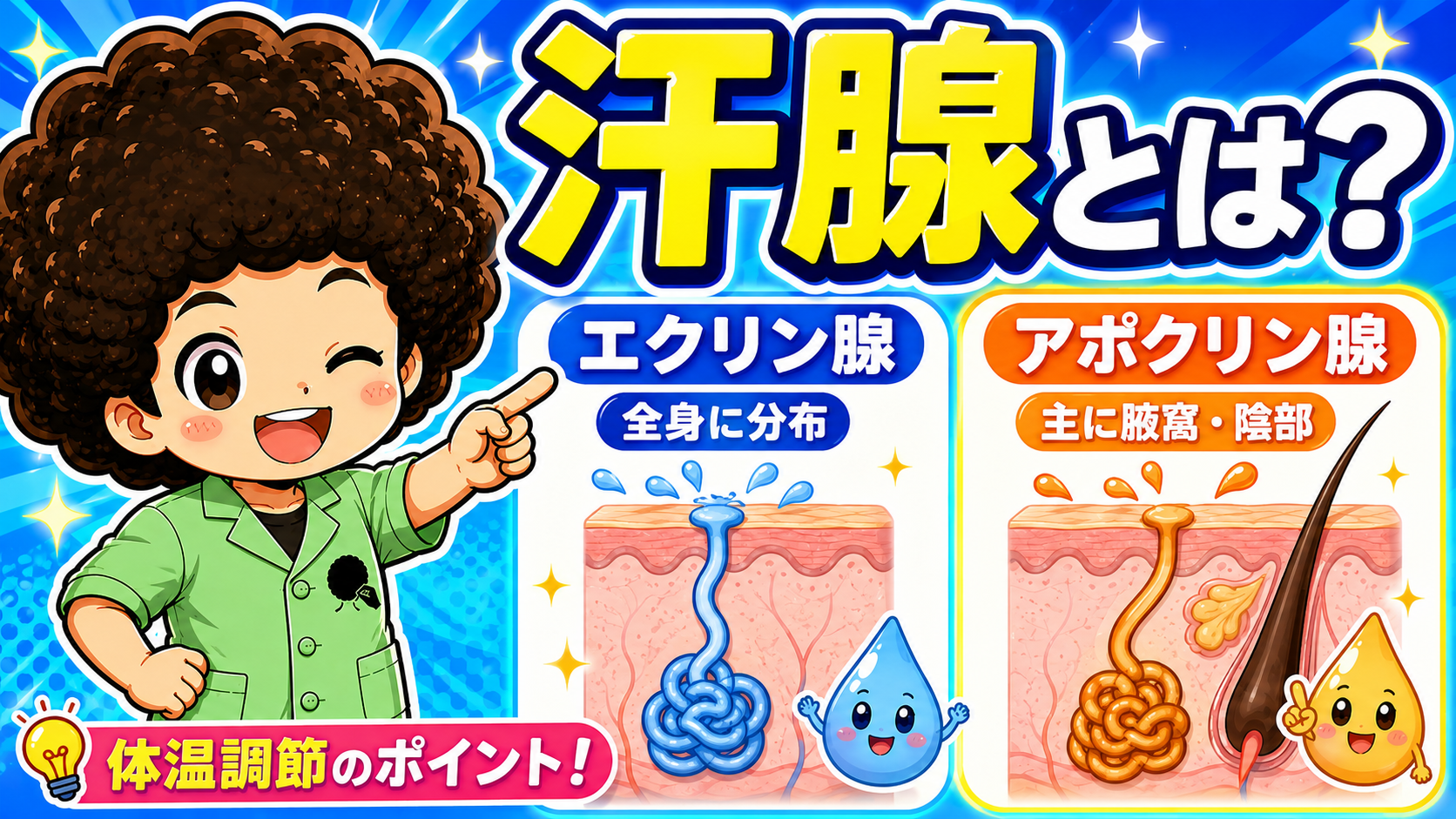 汗腺はエクリン腺（全身に分布）とアポクリン腺（主に腋窩・陰部）の2種類