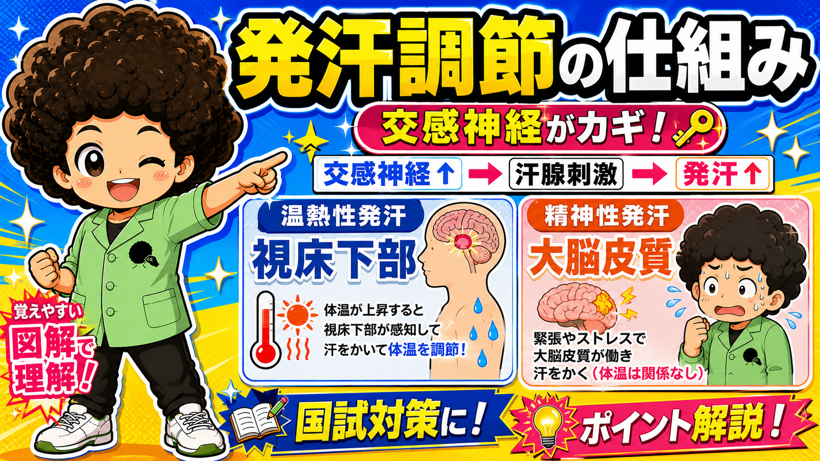 発汗調節は交感神経がカギ。温熱性は視床下部、精神性は大脳皮質