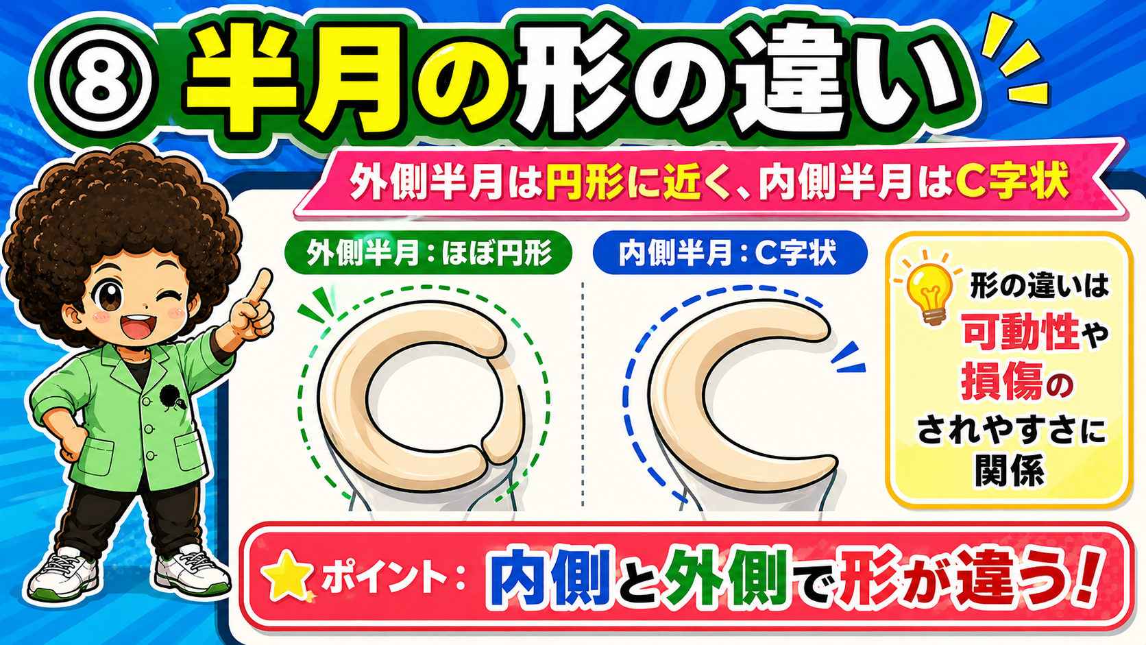 ⑧半月の形の違い － 外側はほぼ円形、内側はC字状