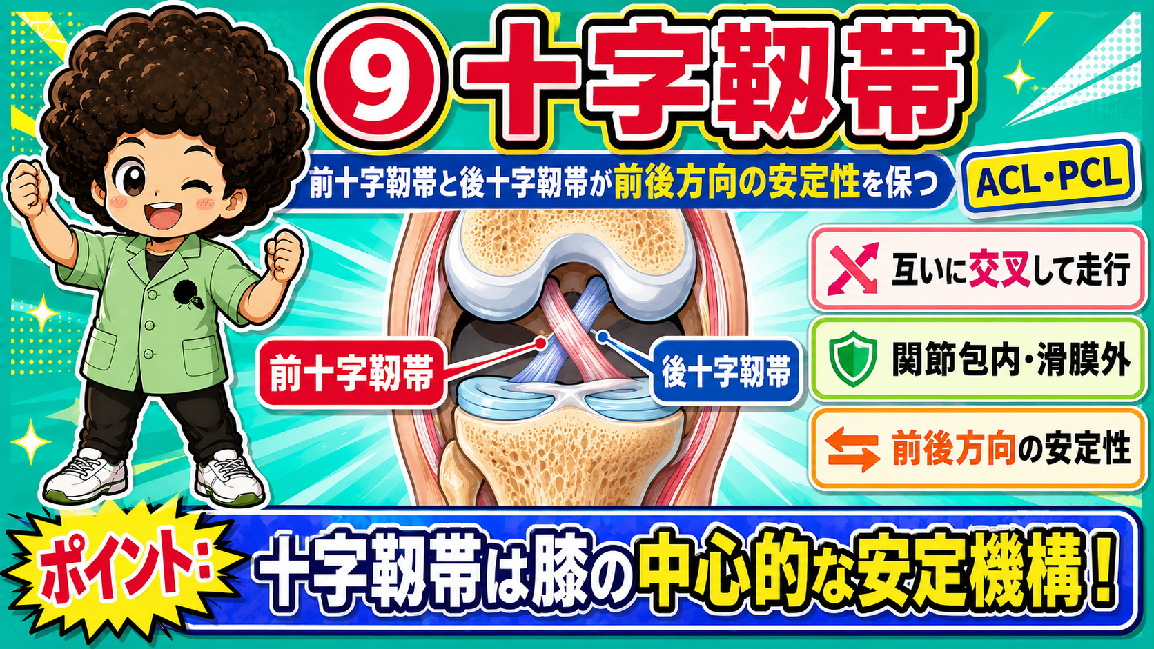 ⑨十字靭帯 － 互いに交叉して走行、関節包内・滑膜外