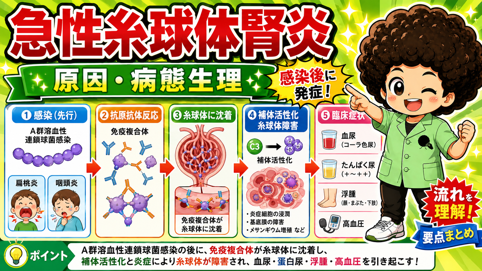 感染後、免疫複合体の沈着と補体活性化により糸球体が障害される流れ