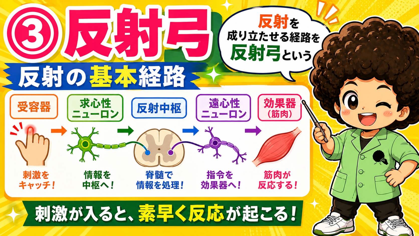 反射弓＝受容器→求心性→反射中枢→遠心性→効果器