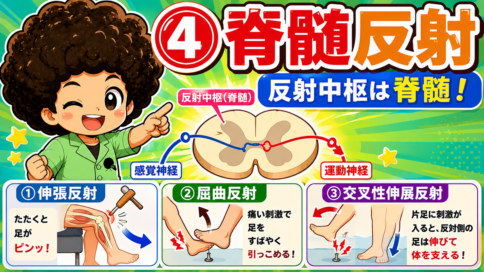 脊髄反射：伸張反射・屈曲反射・交叉性伸展反射