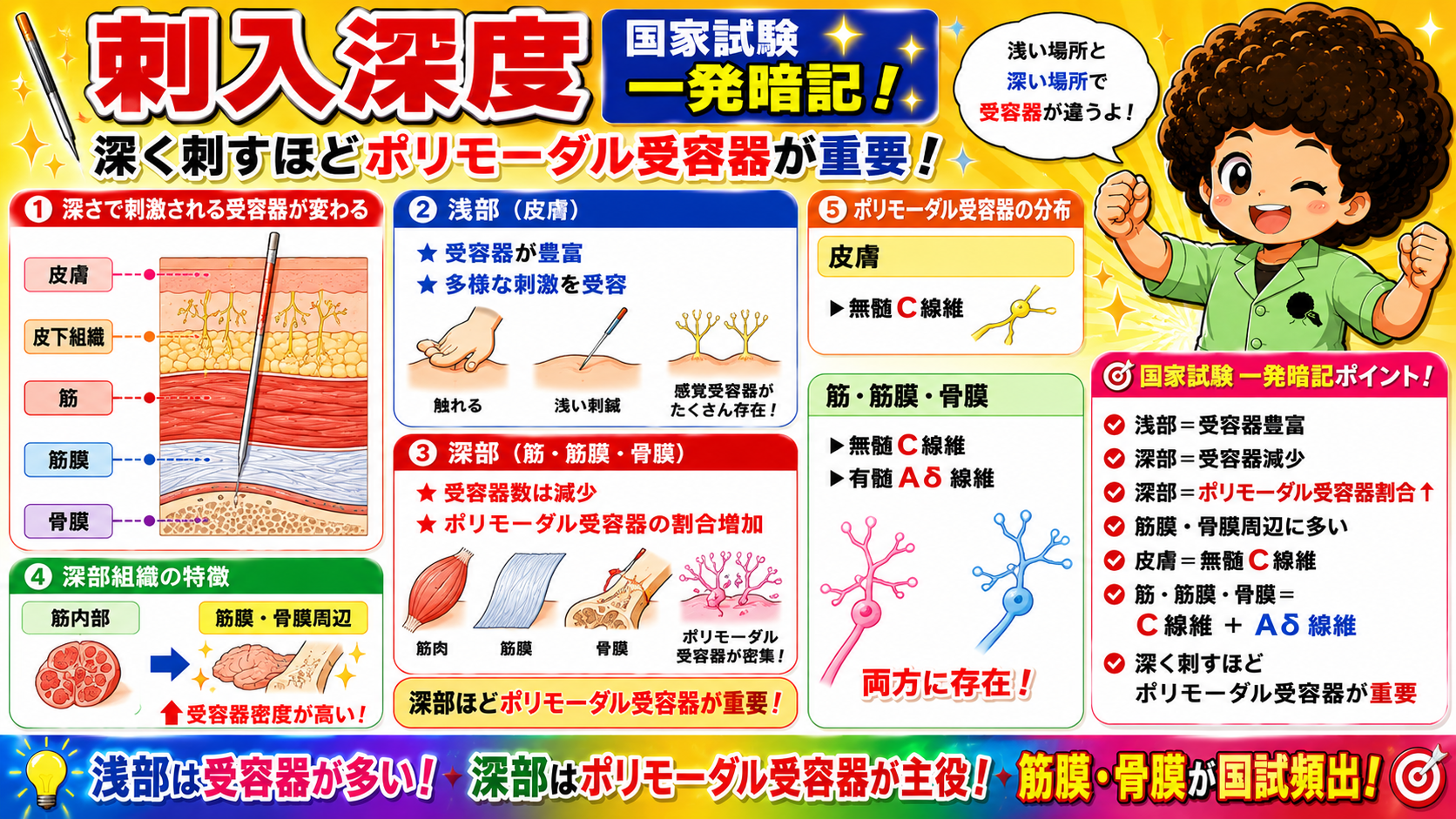 刺入深度と受容器の変化。深部ほどポリモーダル受容器の割合が増える