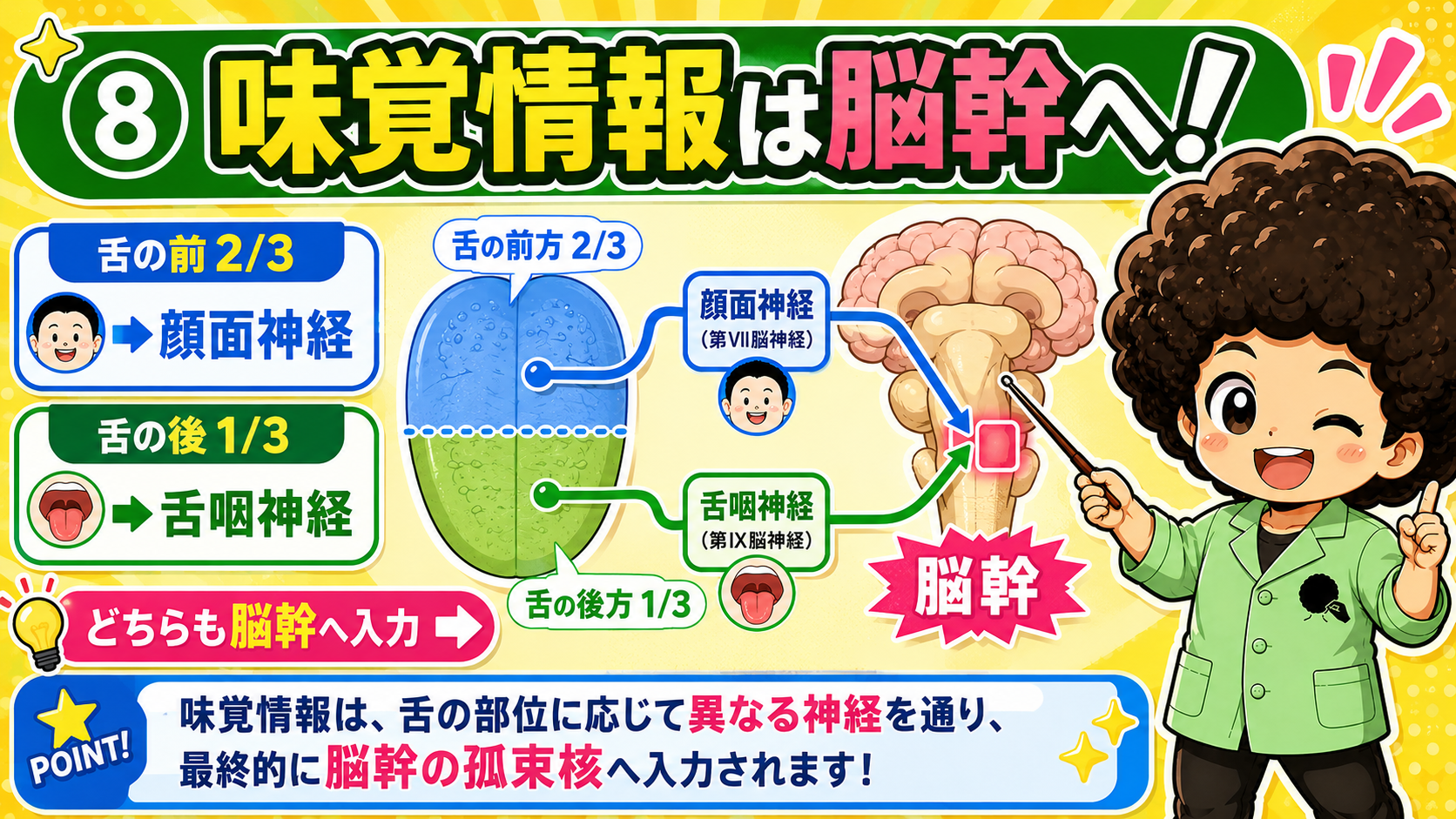 舌前2/3は顔面神経、後1/3は舌咽神経。どちらも脳幹（孤束核）へ