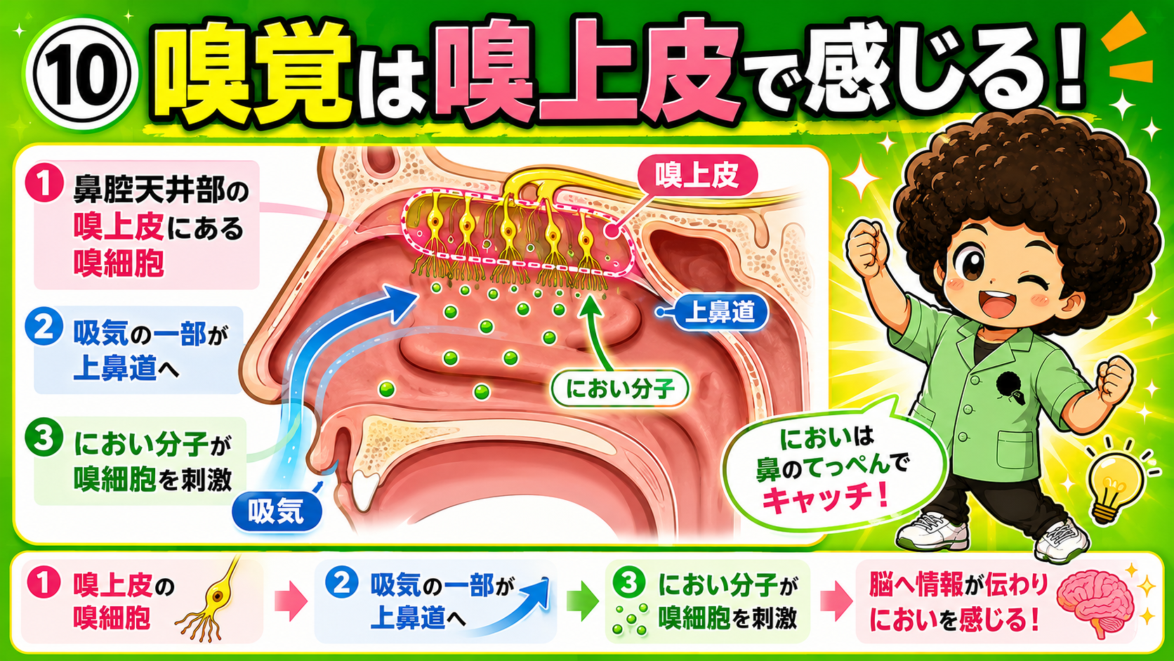嗅上皮の嗅細胞を、上鼻道へ入ったにおい分子が刺激する