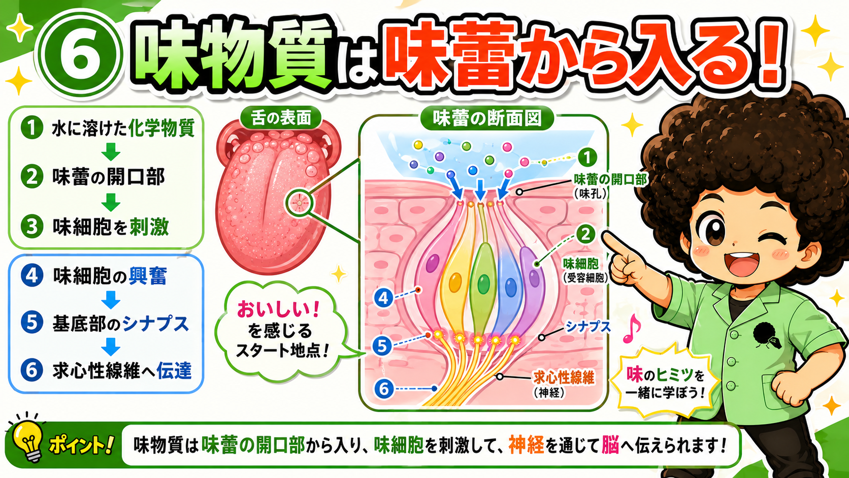 味物質は味蕾の開口部から入り、味細胞→シナプス→求心性線維へ