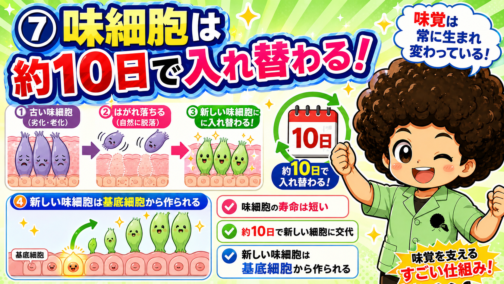 味細胞は約10日で入れ替わり、基底細胞から新生される