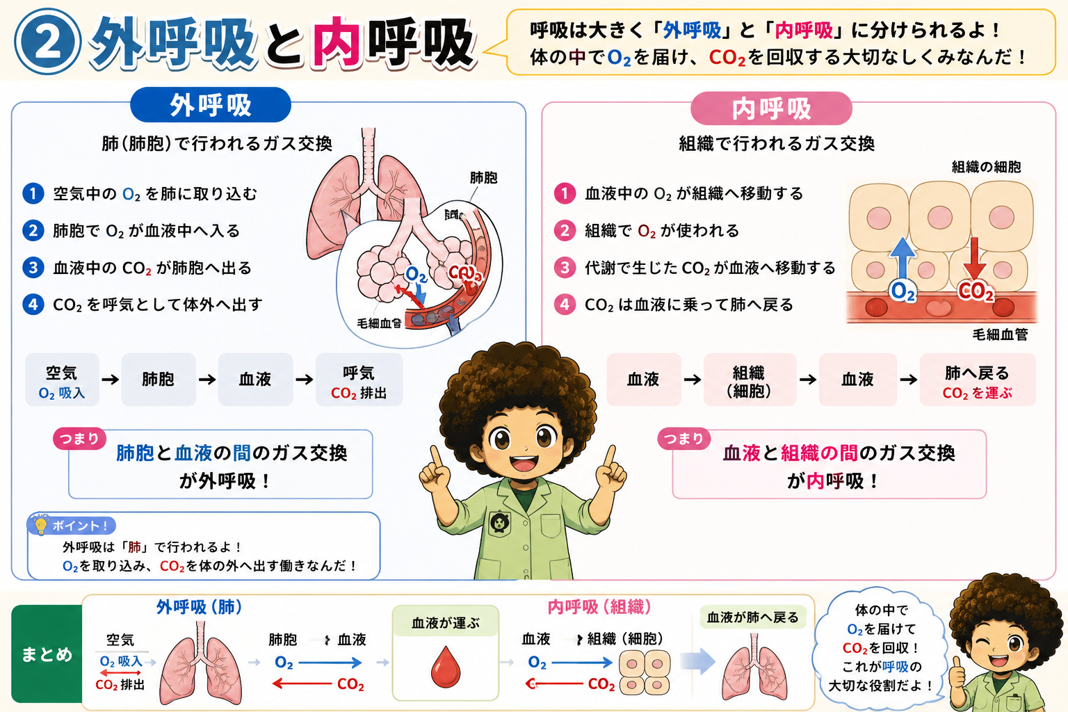 外呼吸と内呼吸の比較。外呼吸＝肺、内呼吸＝組織