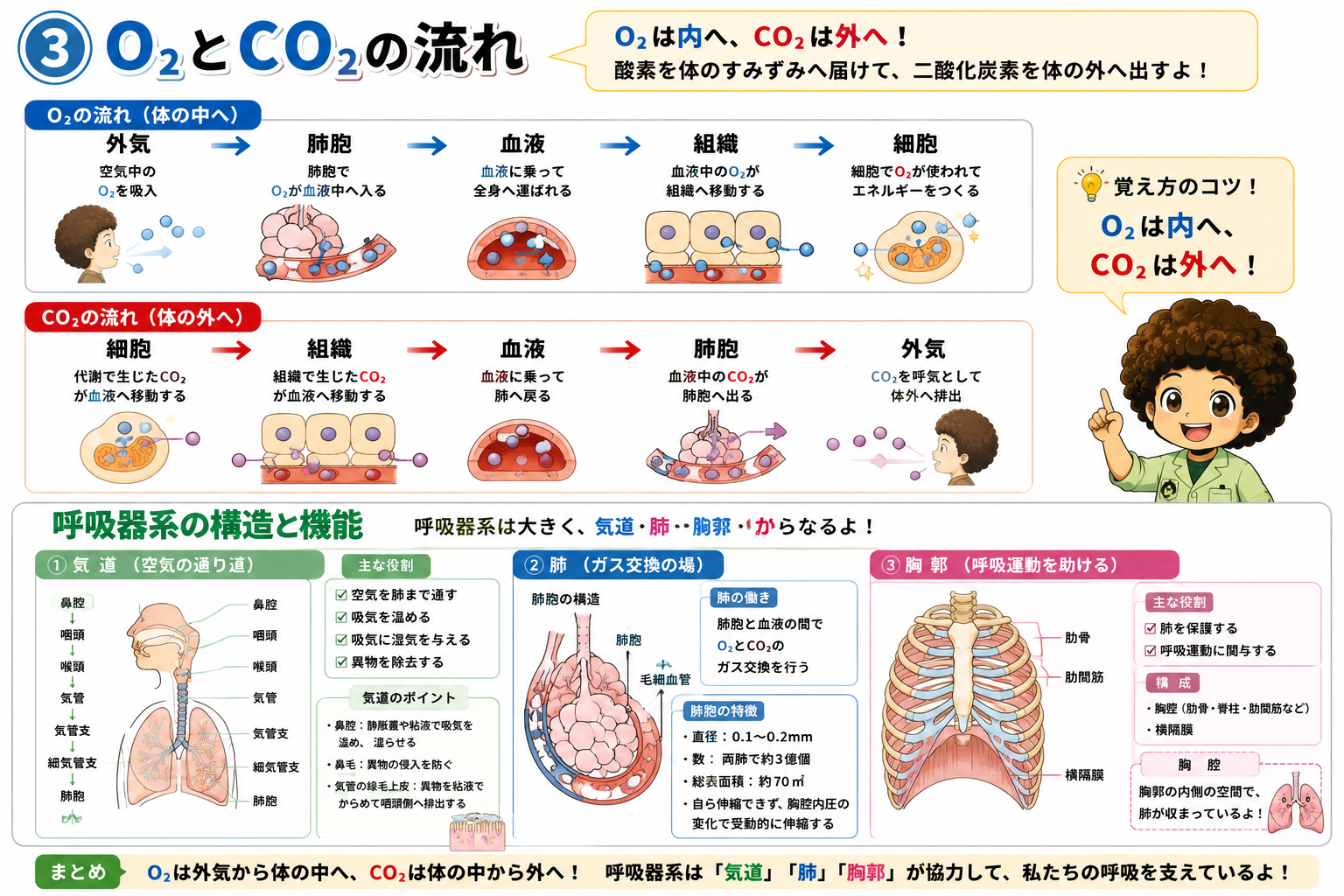 O2とCO2の流れ。O2は内へ、CO2は外へ