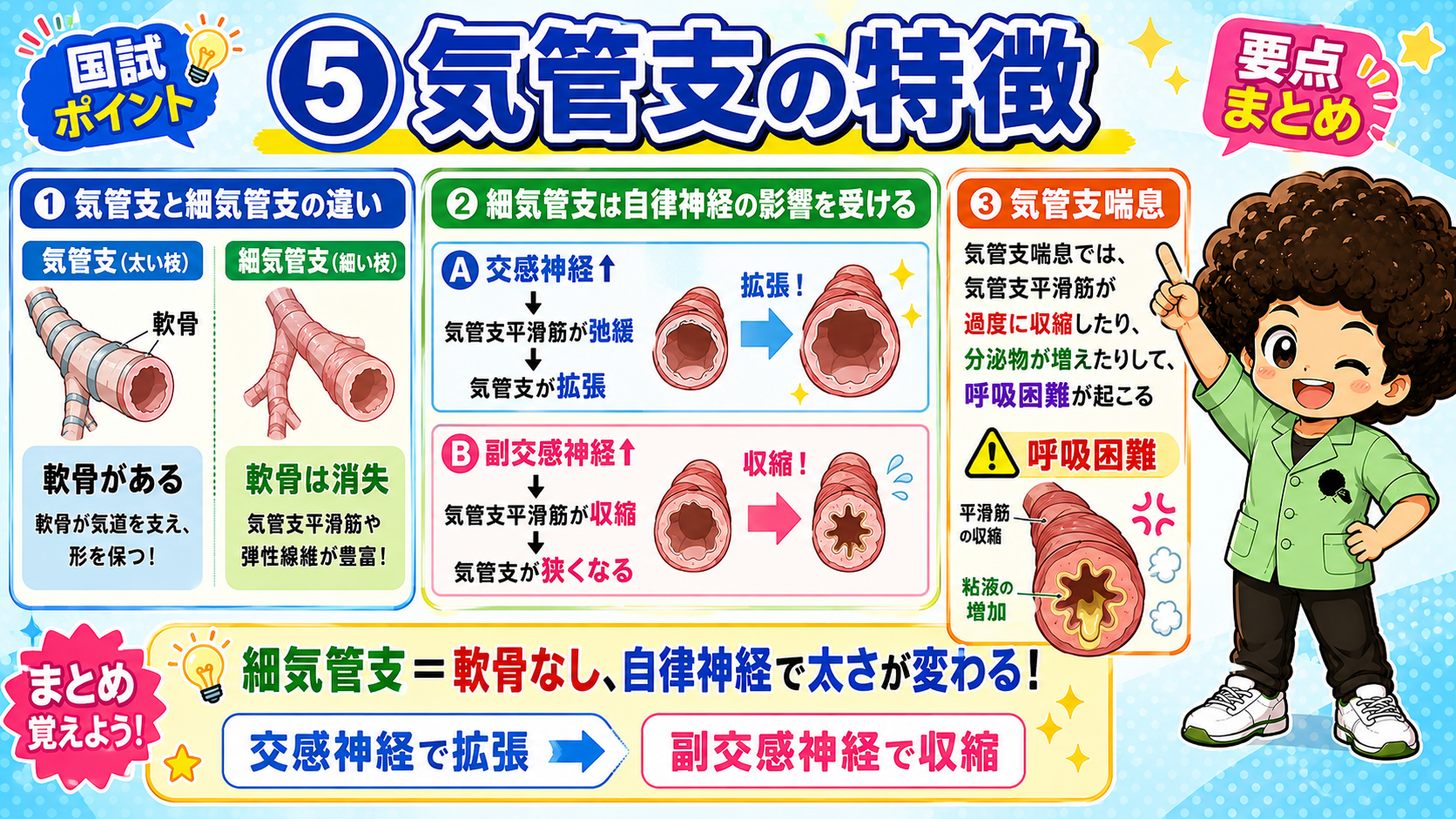 細気管支＝軟骨なし、自律神経で太さが変わる