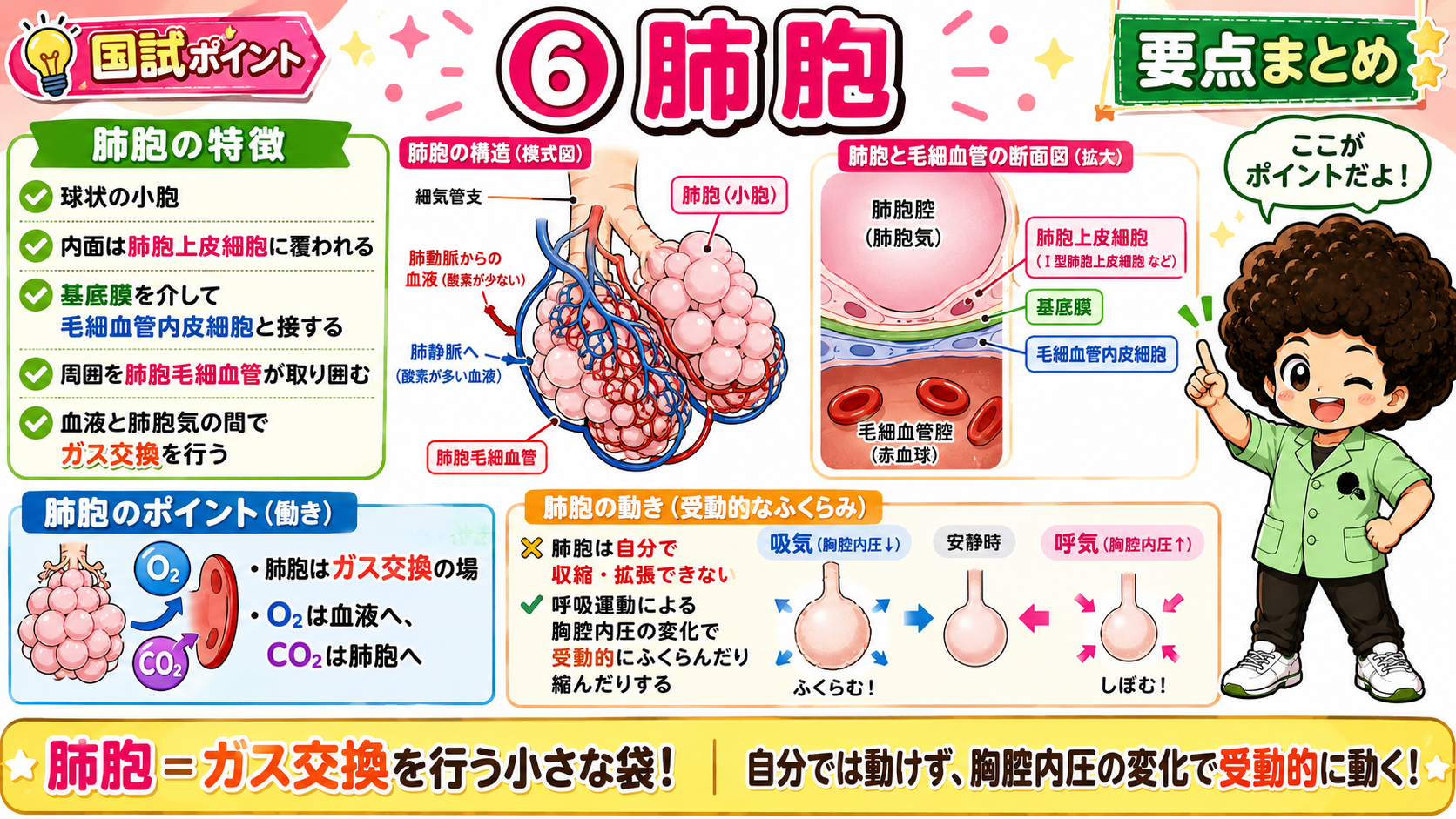 肺胞＝ガス交換を行う小さな袋。胸腔内圧の変化で受動的に動く