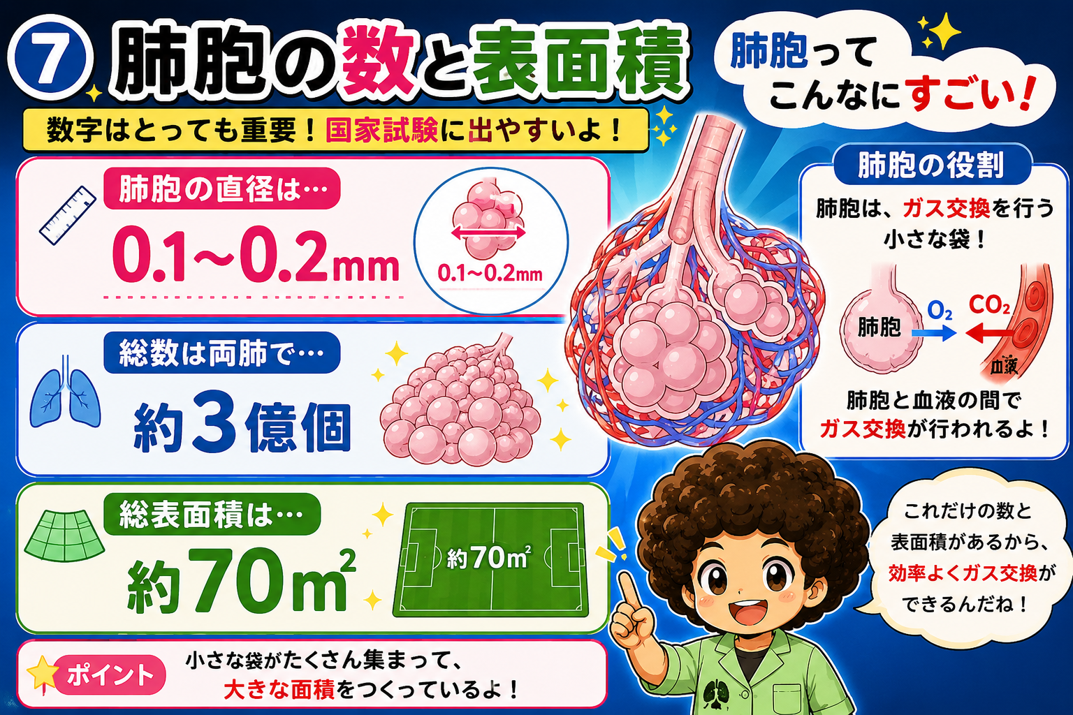肺胞の直径0.1〜0.2mm・約3億個・総表面積約70㎡
