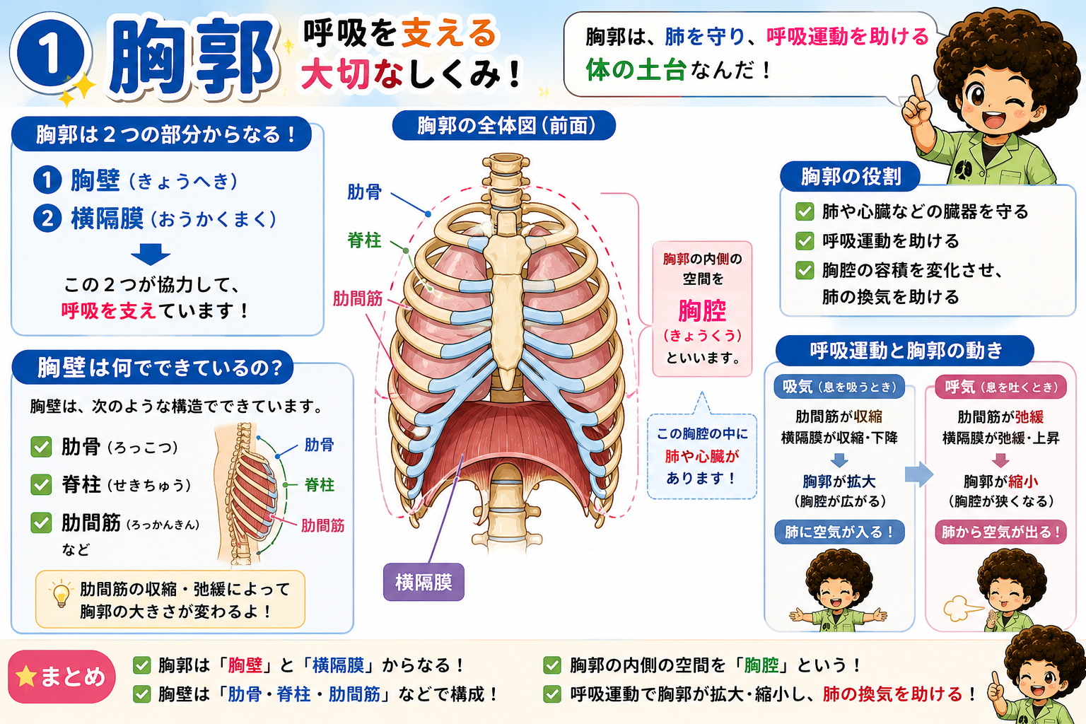 胸郭＝胸壁＋横隔膜。呼吸運動で拡大・縮小し換気を助ける