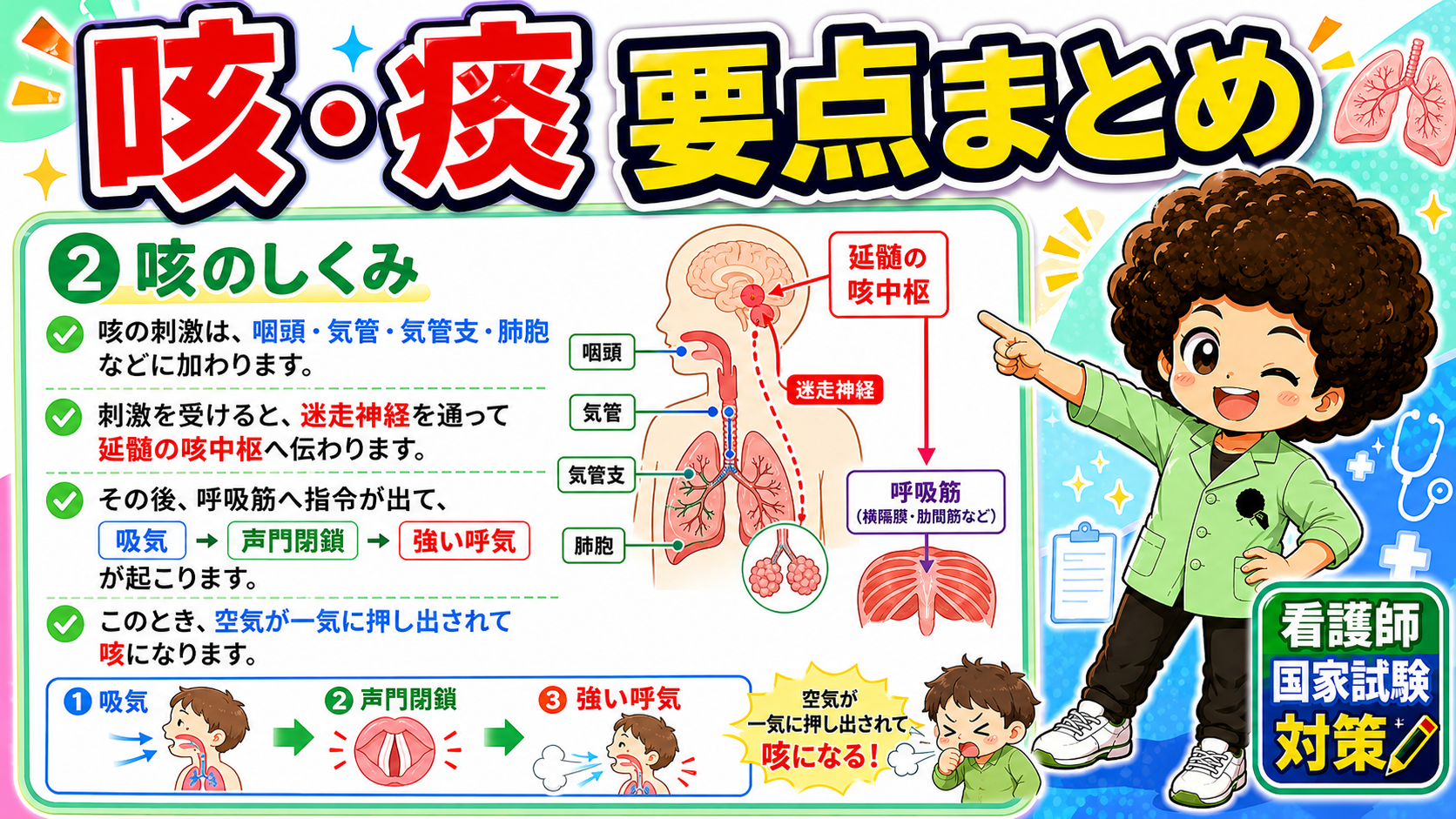 刺激→迷走神経→延髄の咳中枢→呼吸筋。吸気→声門閉鎖→強い呼気