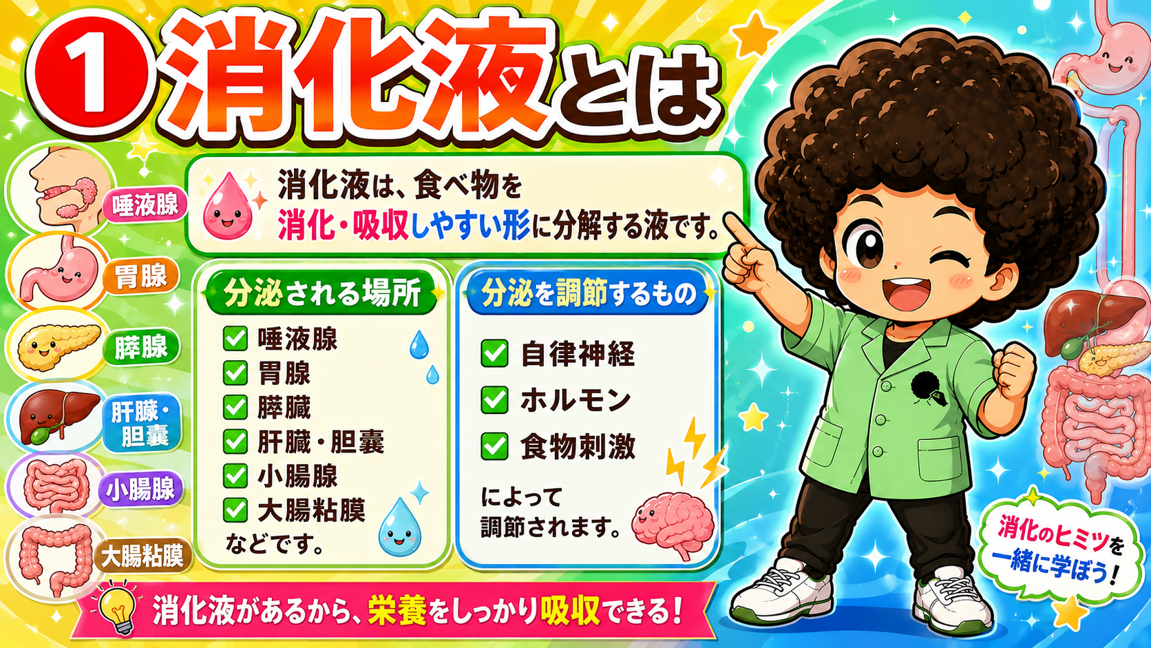 消化液の定義と分泌部位・調節因子