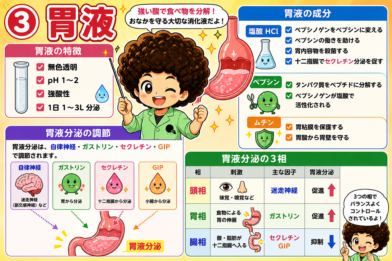 胃液の成分と分泌の3相