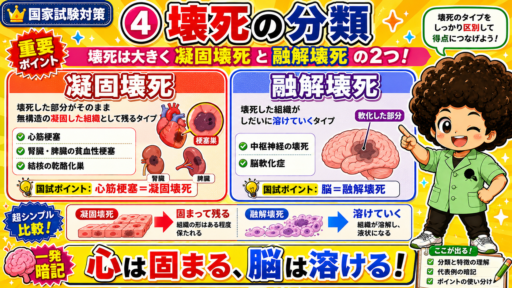 凝固壊死と融解壊死の比較。心は固まる、脳は溶ける