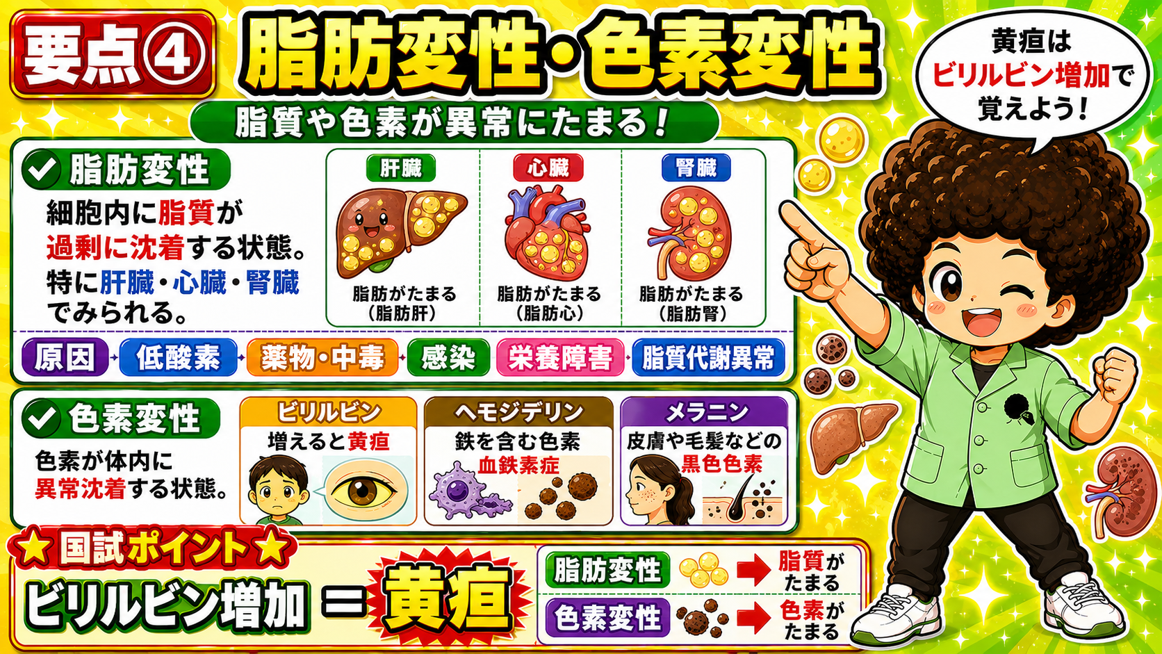 脂肪変性は肝・心・腎。原因は低酸素・薬物中毒・感染・栄養障害・脂質代謝異常。