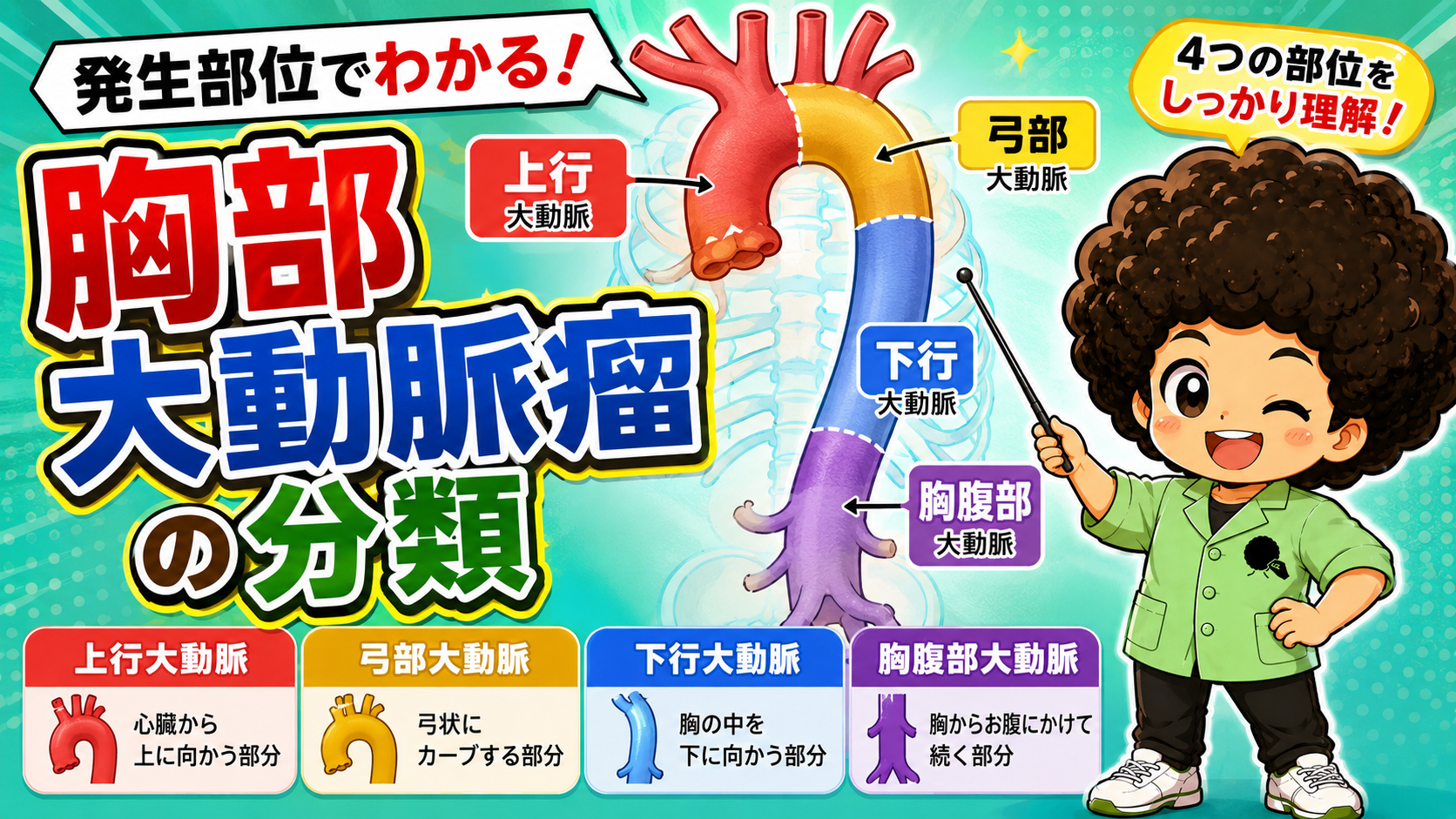 胸部大動脈瘤は上行・弓部・下行・胸腹部の4部位に分類される