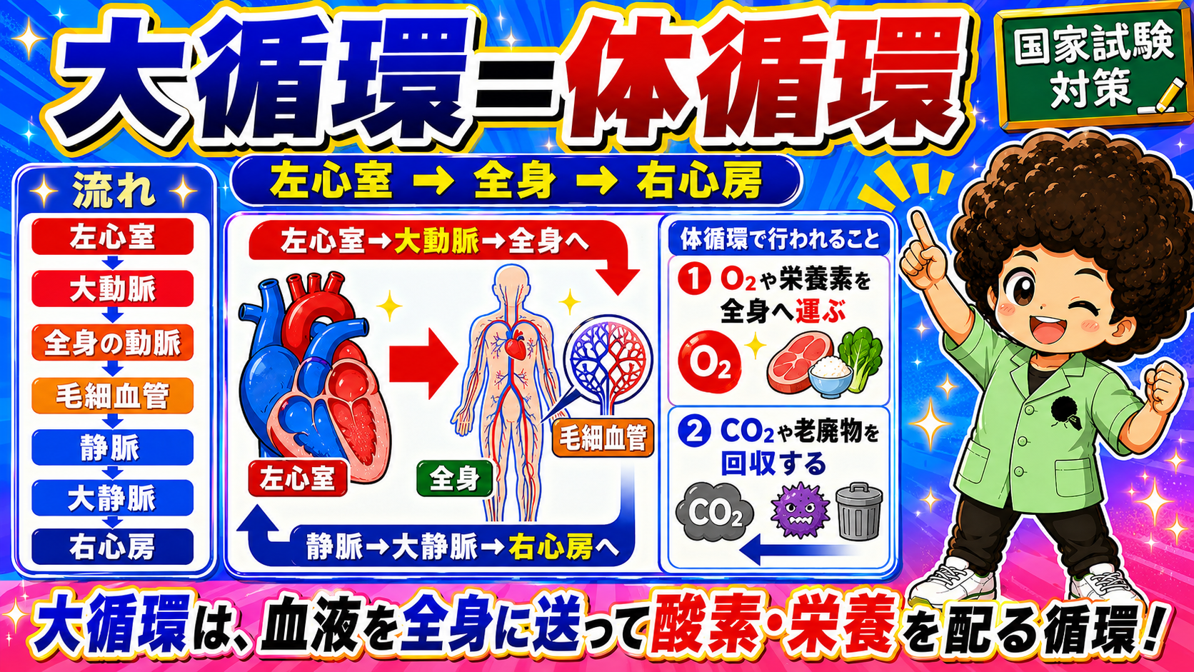 心臓→血管→心臓の閉じたループ。安静時の成人では約1分で1周