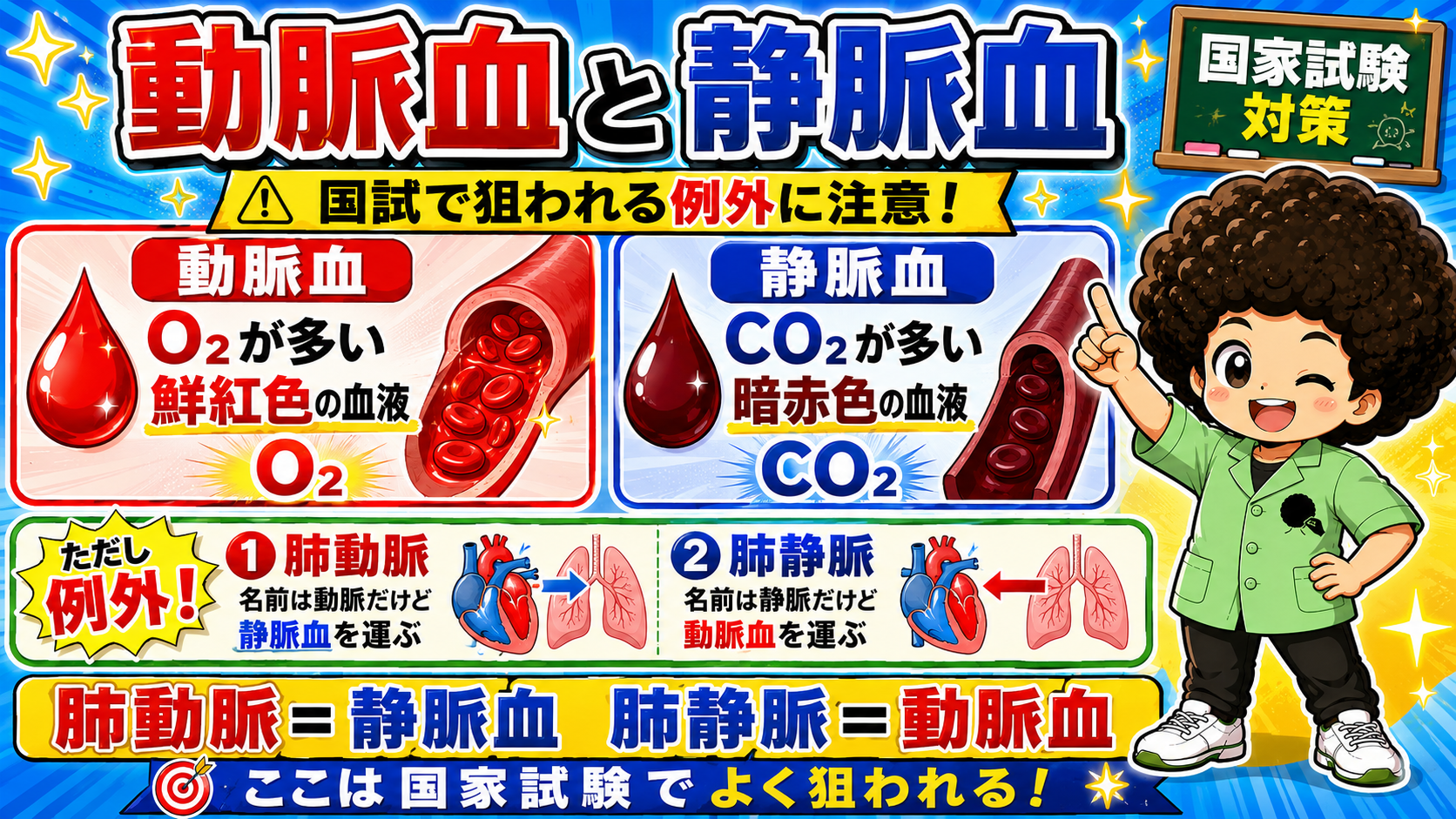 安静時の心拍出量の分配。肺は100％、肝臓26％、腎臓25％