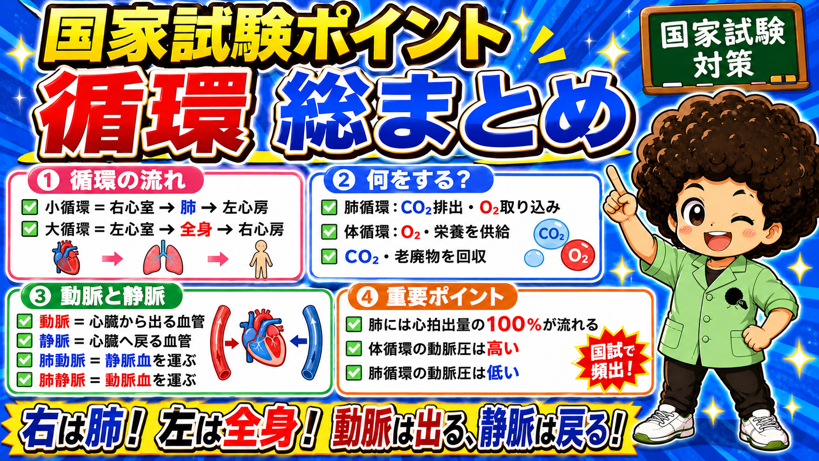 循環の総まとめ。国試で頻出のポイント一覧